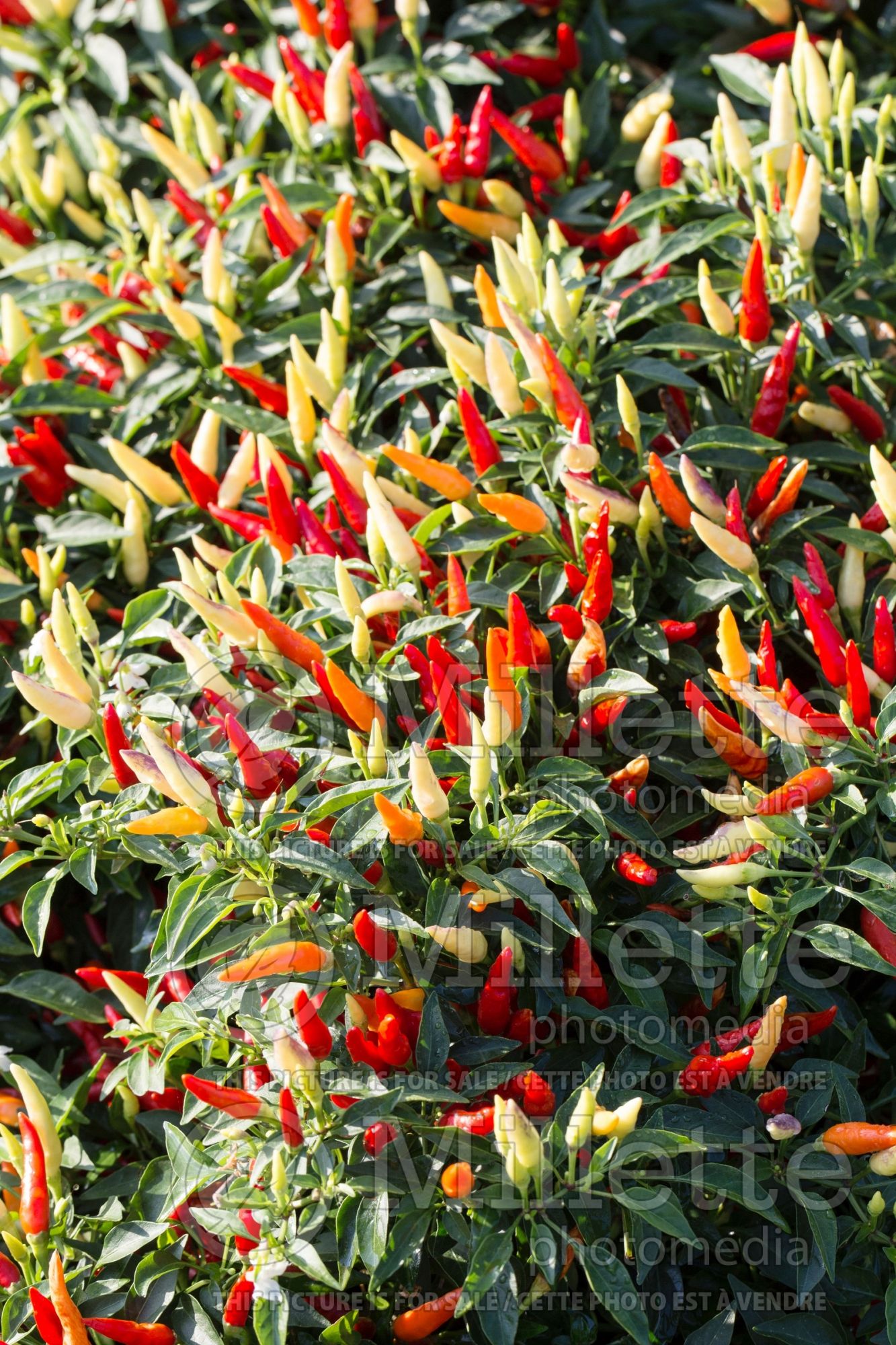 Capsicum Basket of Fire (Ornamental bell pepper) 6