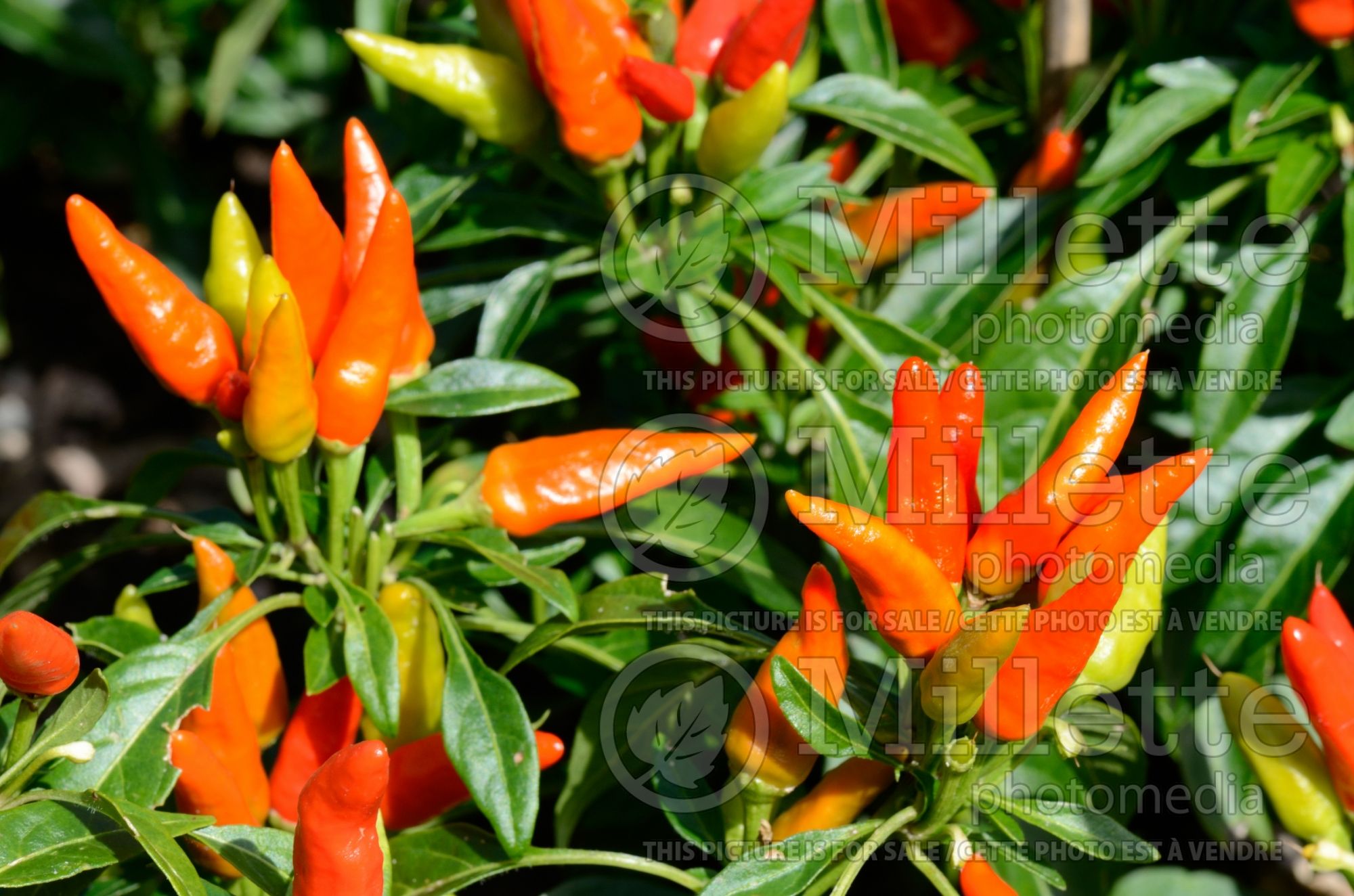 Capsicum Candlelight pepper vegetable – poivron piment) 4