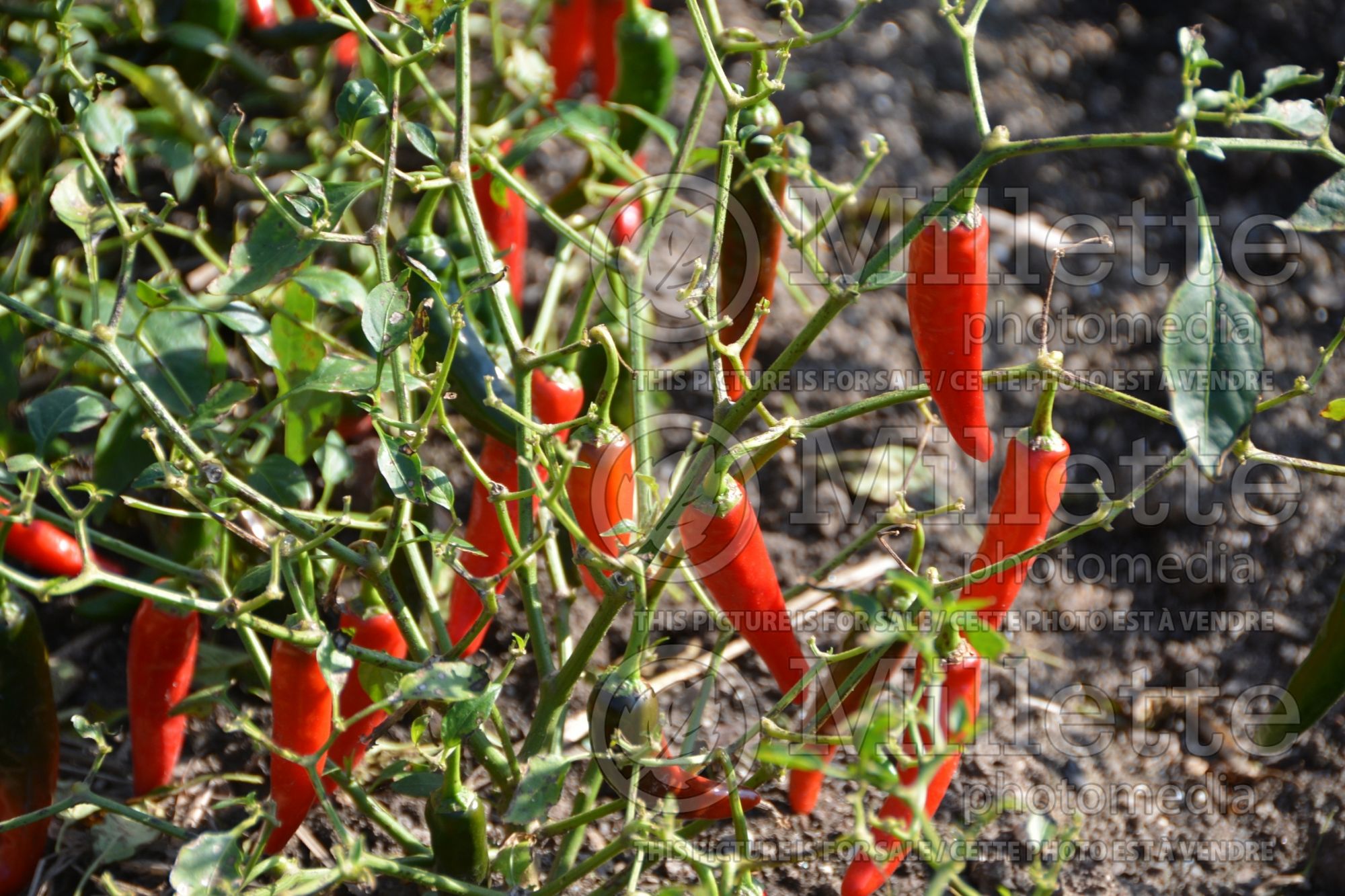 Capsicum Cayennetta (Bell pepper) 5