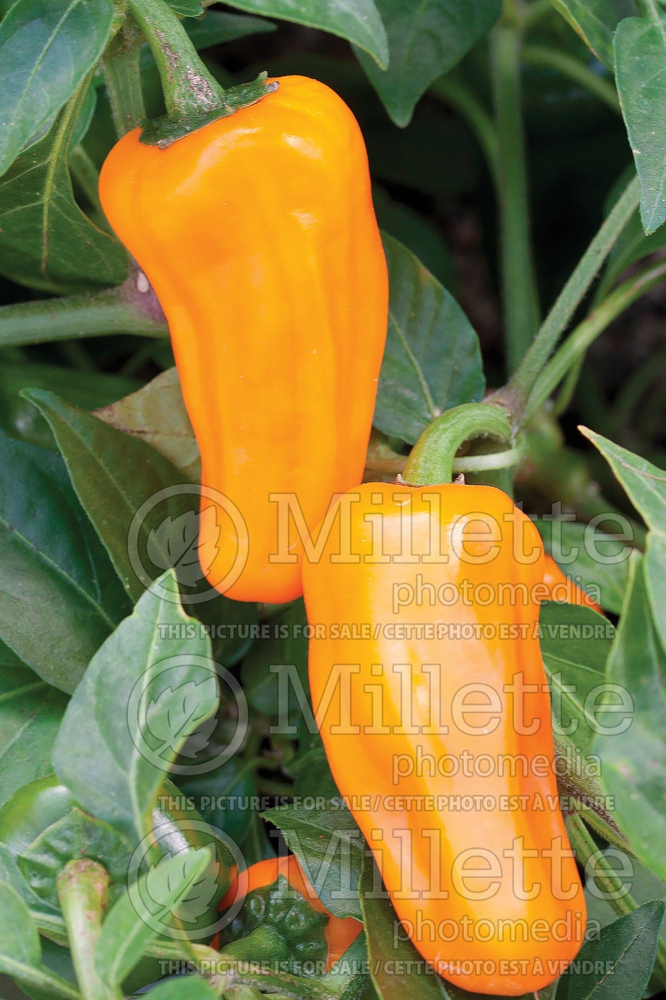 Capsicum Cheyenne (Hot Pepper vegetable) 2