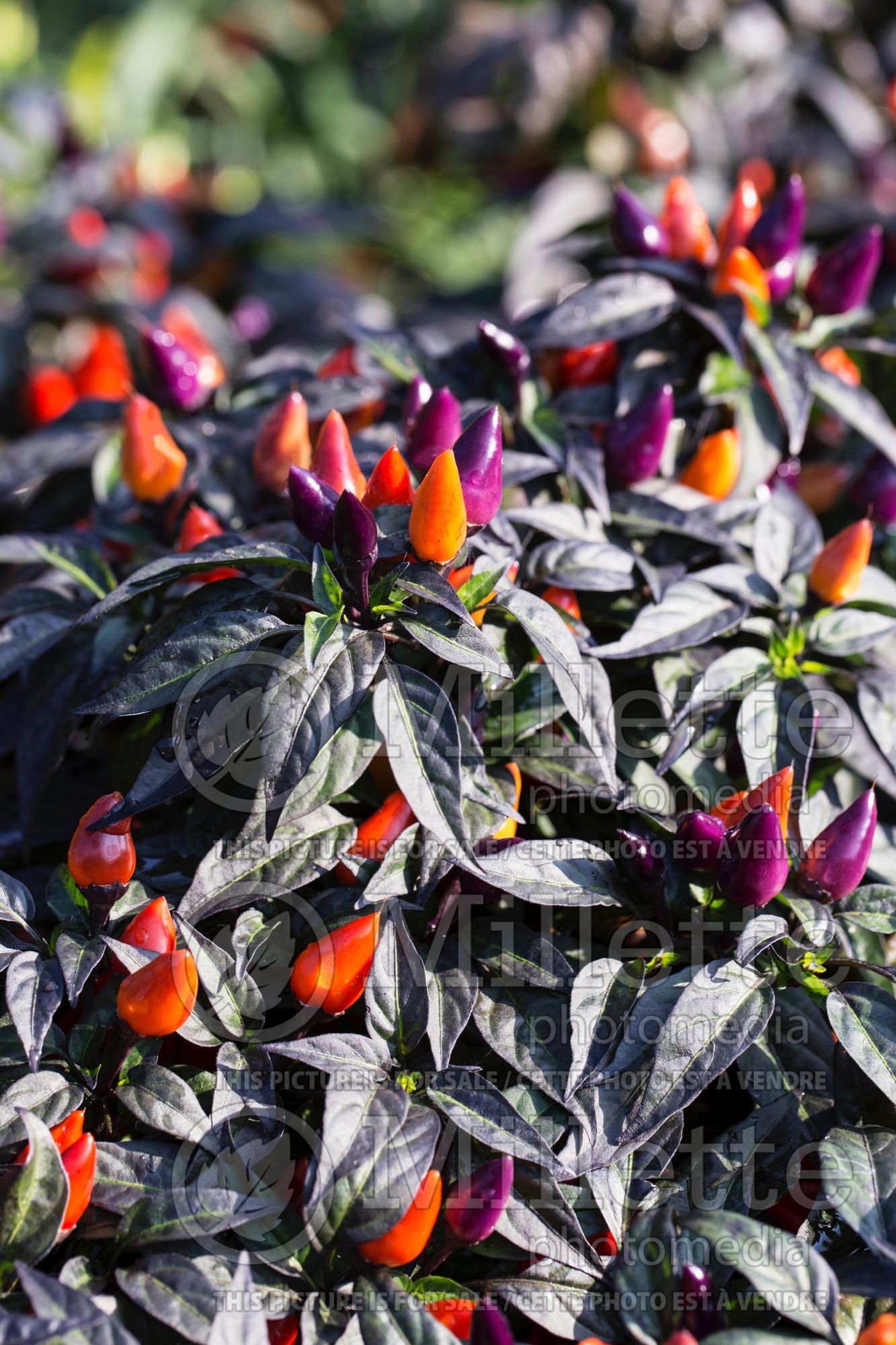 Capsicum Conga (Bell pepper) 2