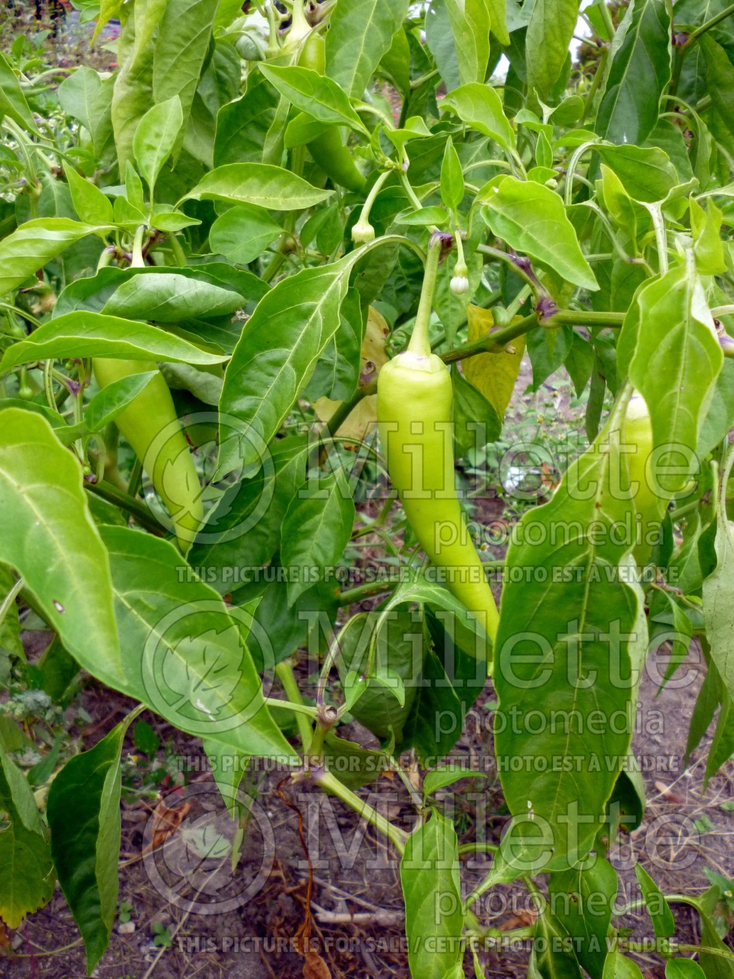 Capsicum Cubanelle (Cuban pepper vegetable) 1