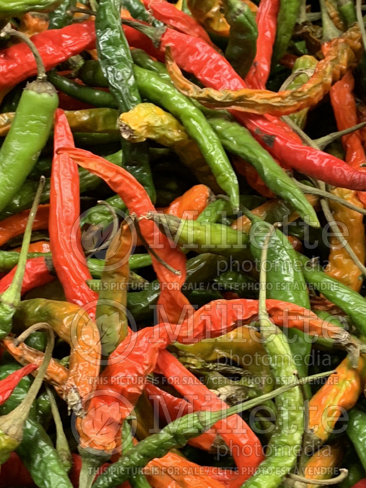 Capsicum hybride - Ghost pepper (pepper vegetable – poivron piment) 4