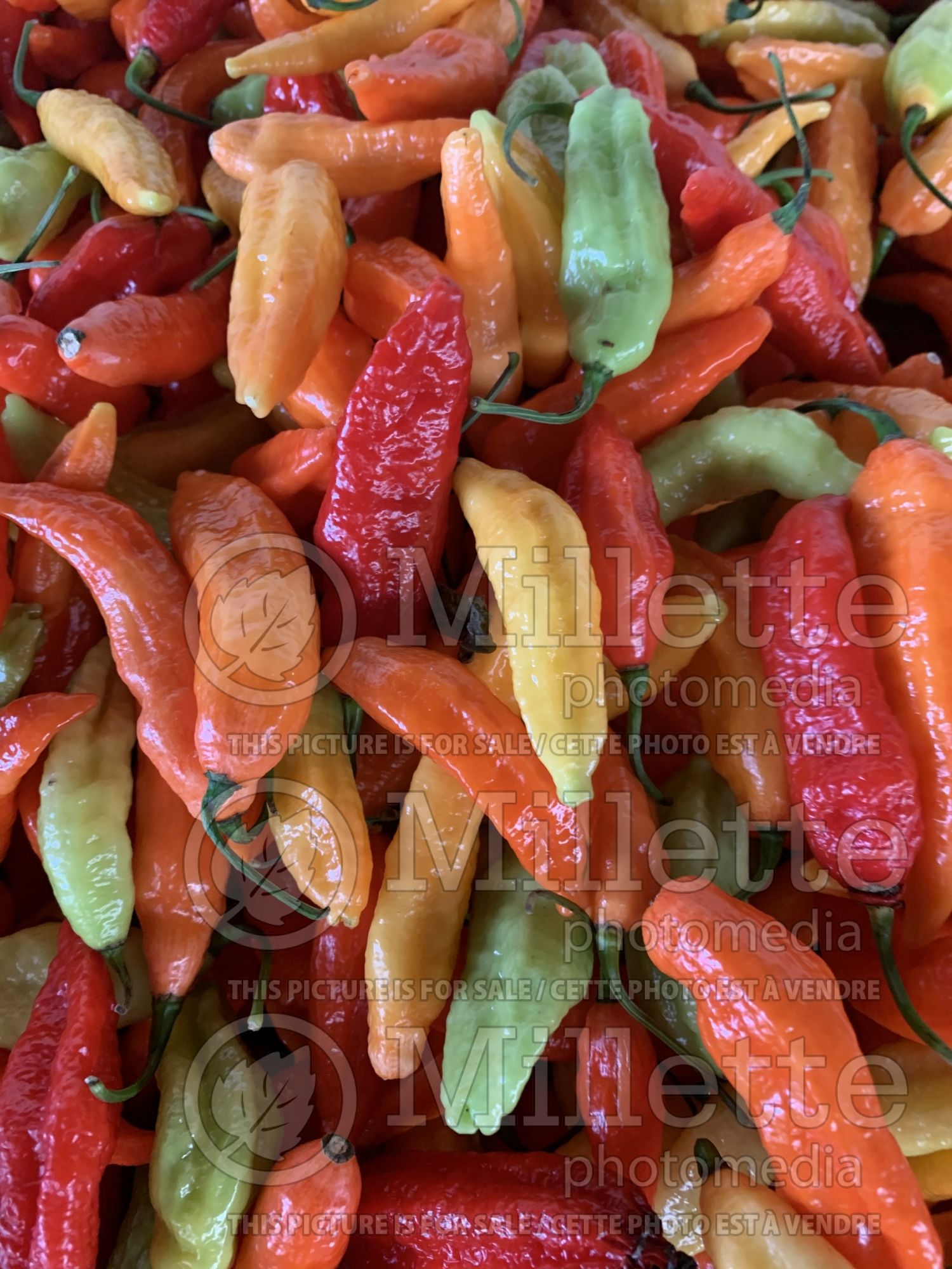 Capsicum annuum (ghost pepper vegetable) 4