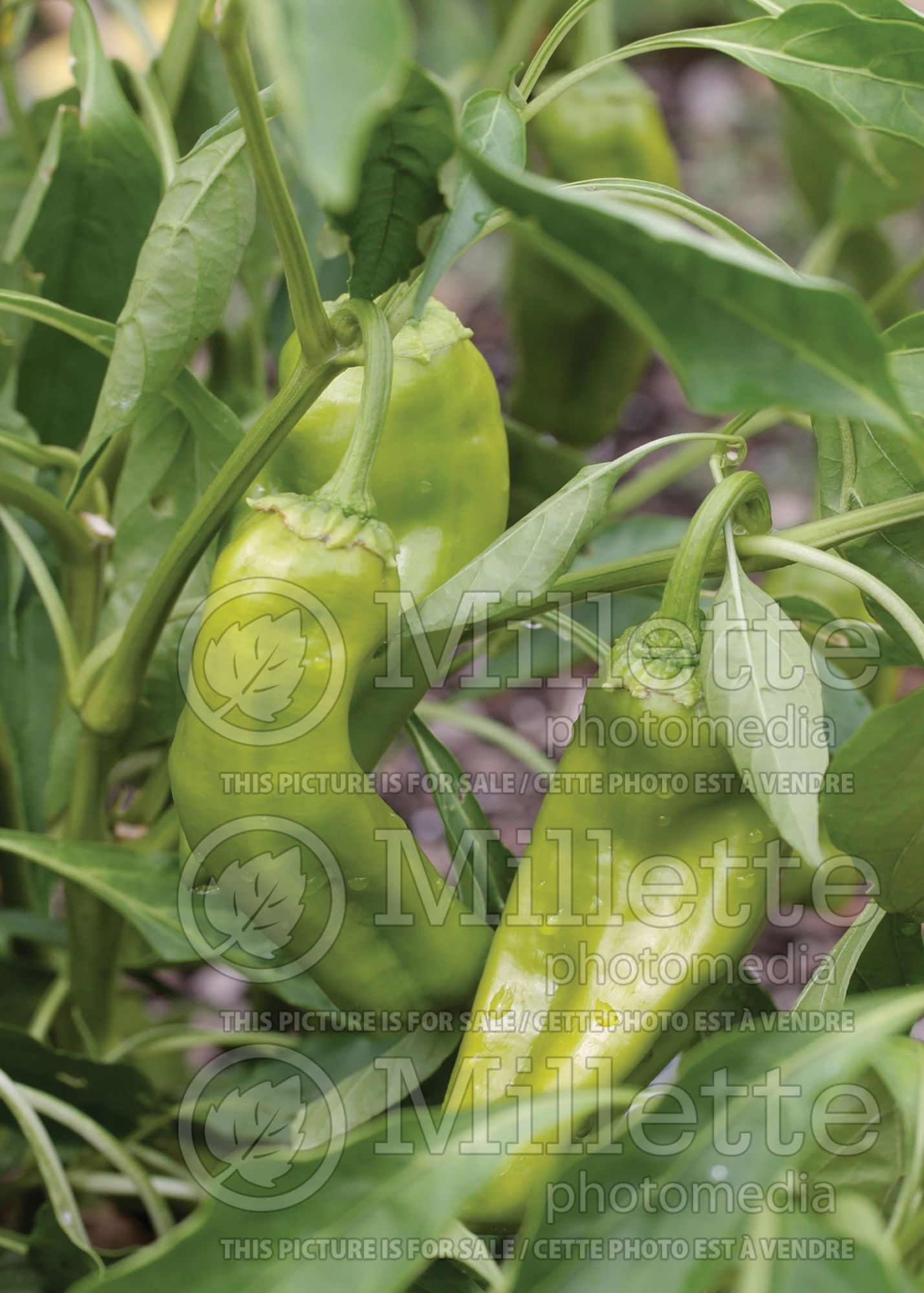 Capsicum Giant Marconi (Hot Pepper vegetable) 1