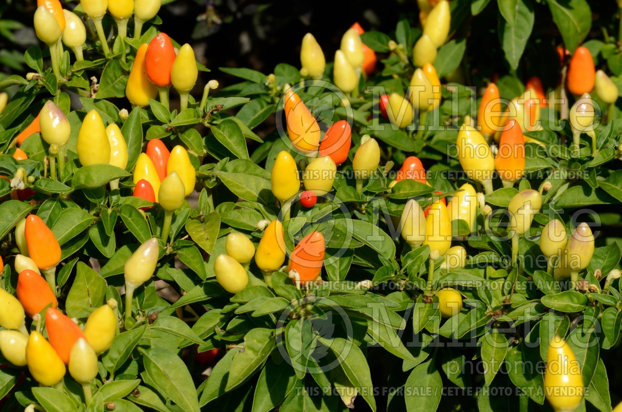 Capsicum Little Elf (Chili pepper) 1