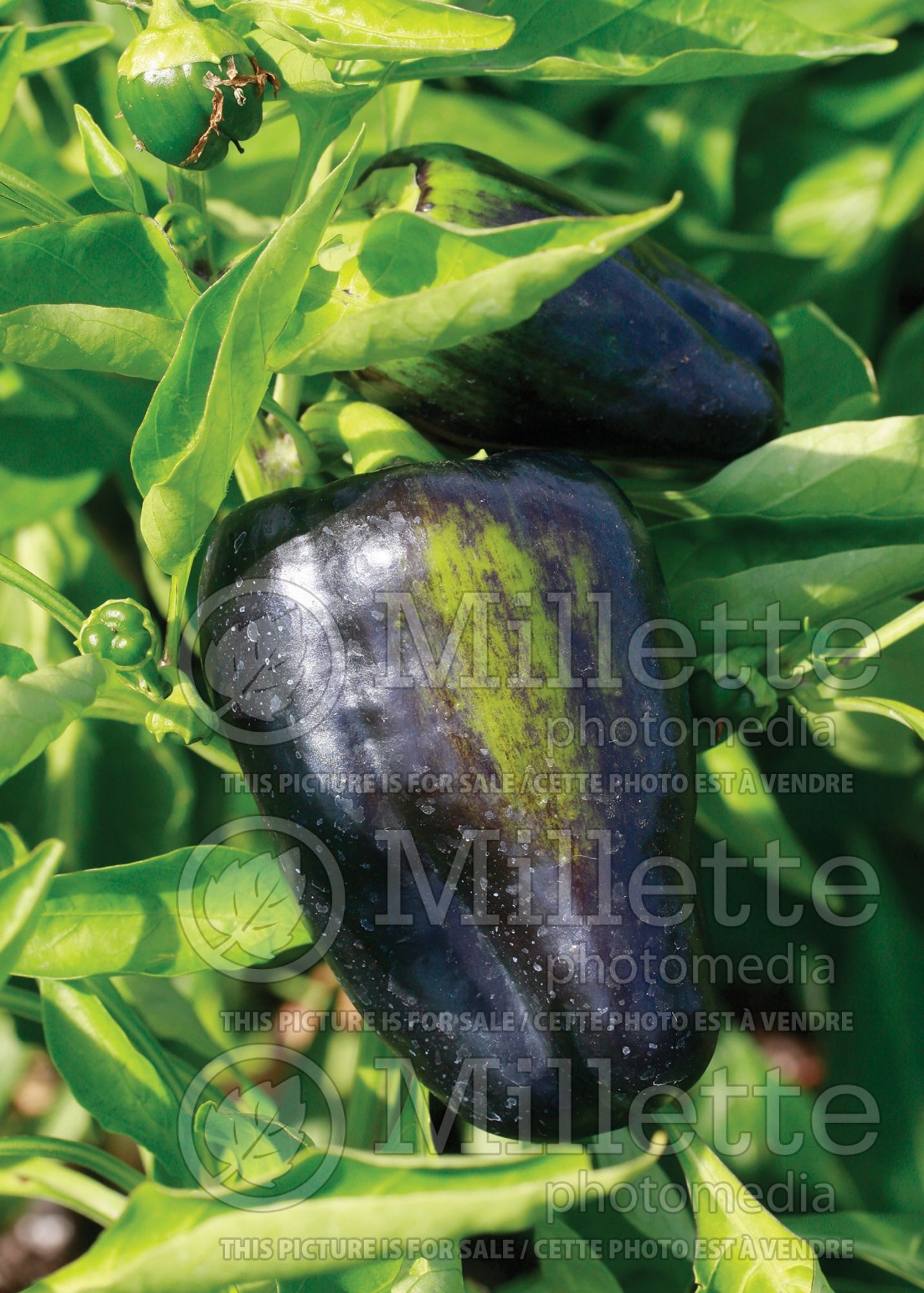 Capsicum Mavras (little Pepper Pepper Bell vegetable) 1