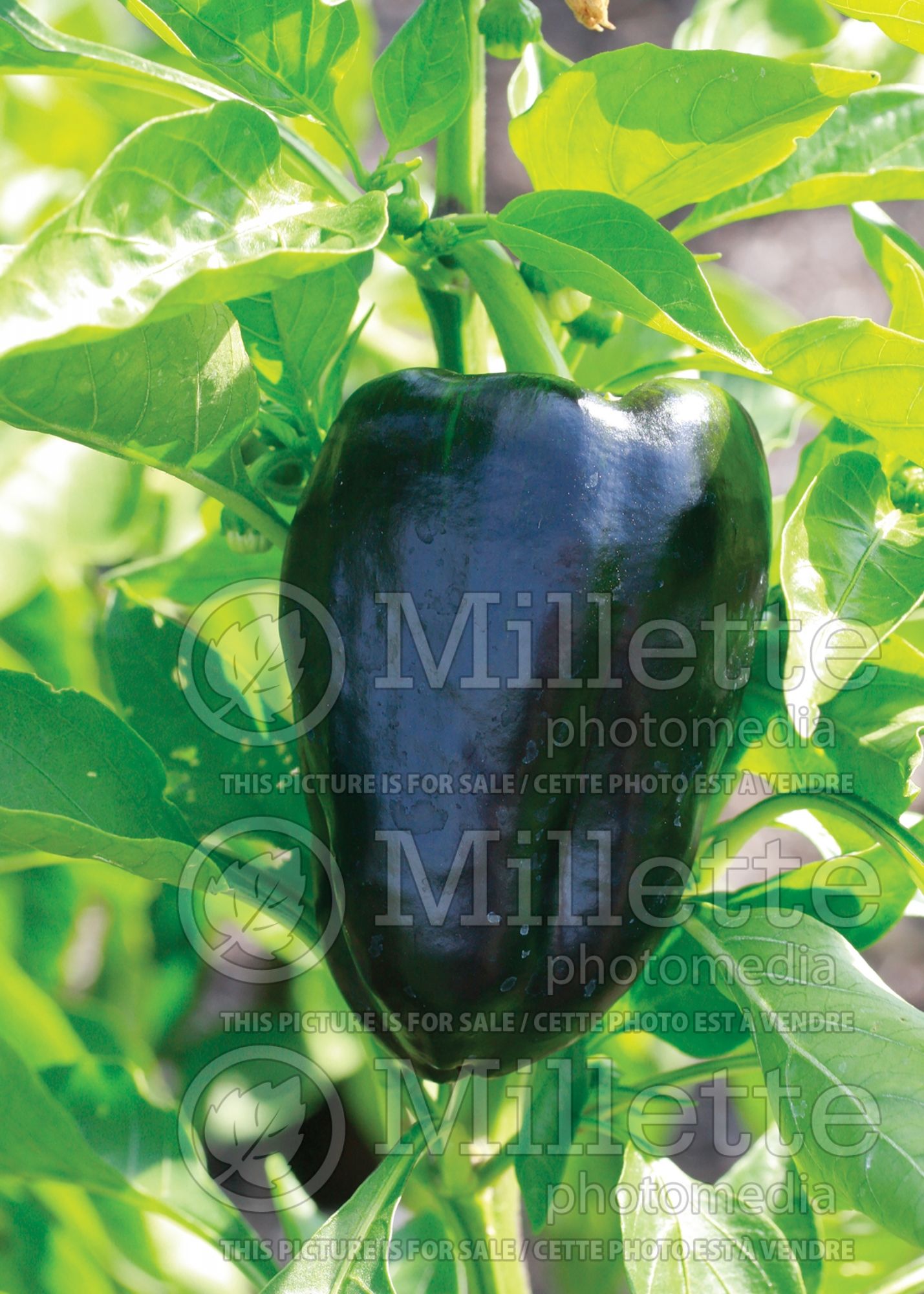 Capsicum Mavras (little Pepper Pepper Bell vegetable) 2