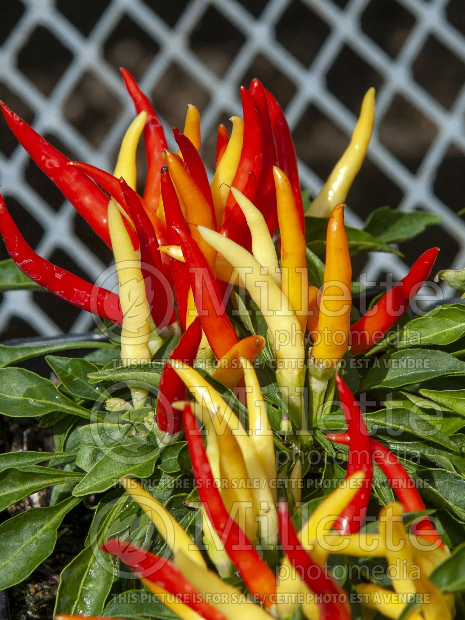 Capsicum Medusa (pepper vegetable – poivron piment) 1