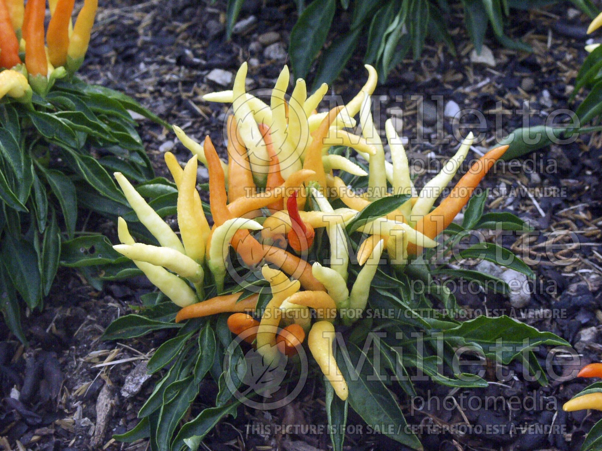 Capsicum Medusa (pepper vegetable – poivron piment) 2