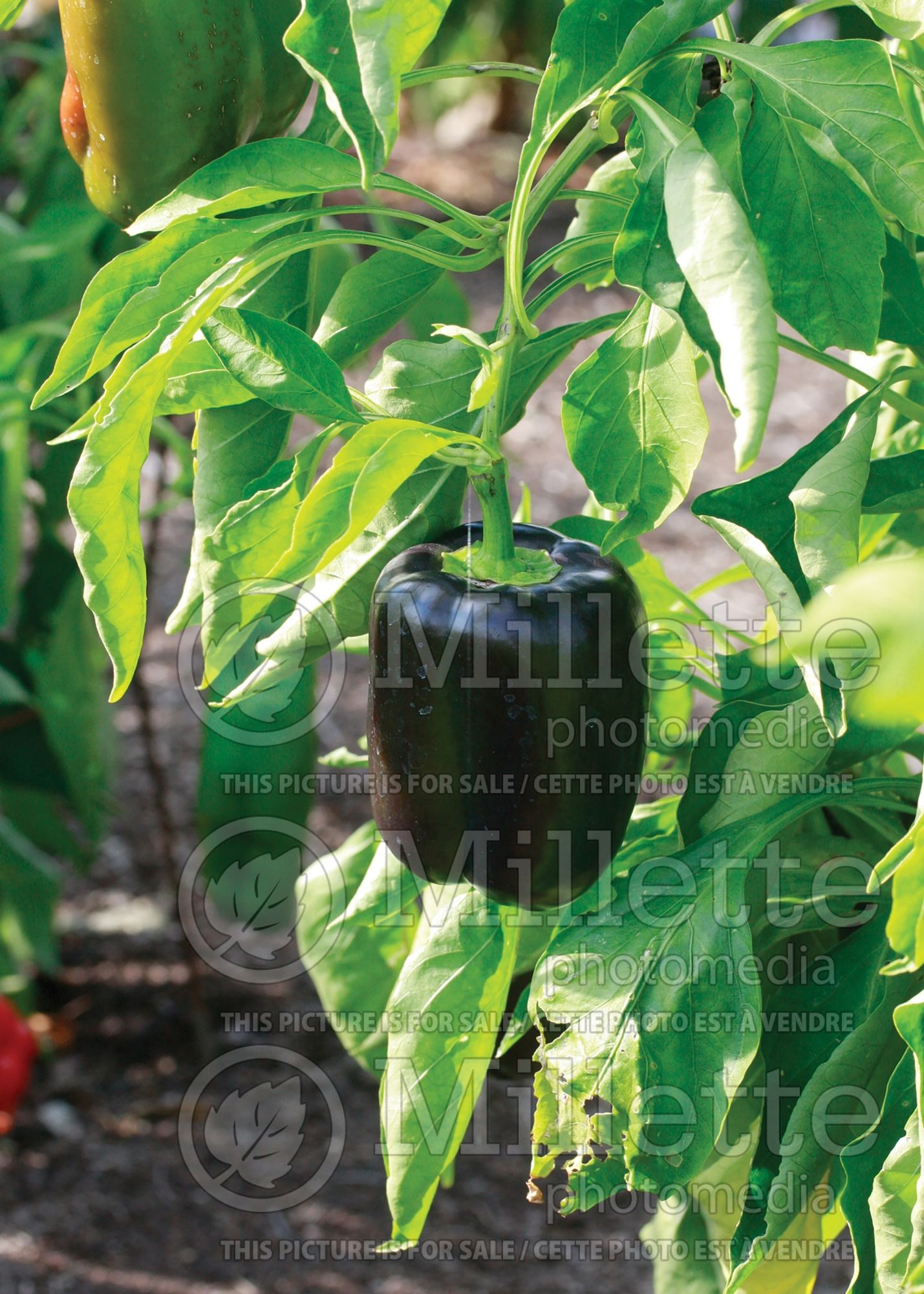 Capsicum Merlot (little Pepper Pepper Bell vegetable) 1