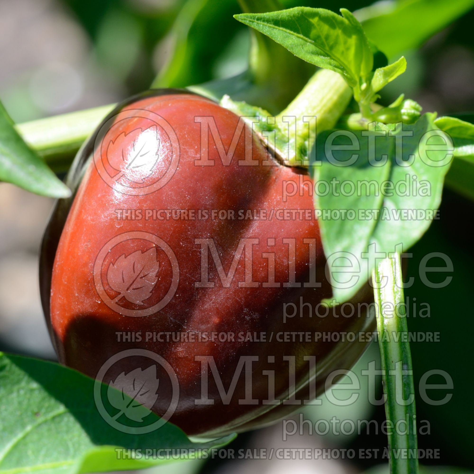 Capsicum Miniature Chocolate Bell (Bell pepper) 2