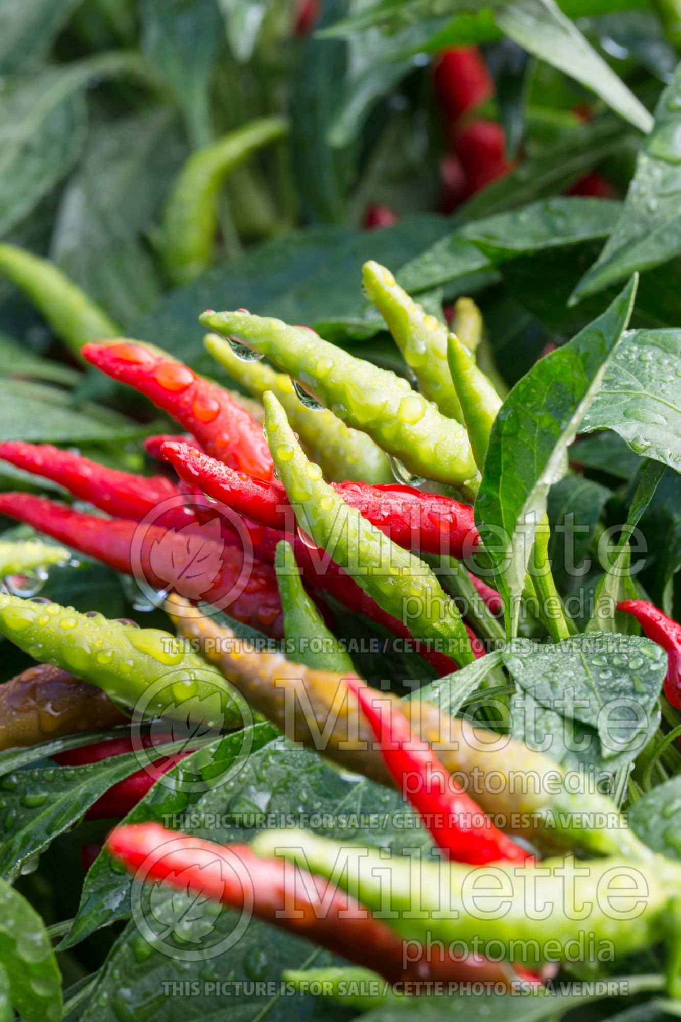 Capsicum Nippon Taka (Bell pepper) 1