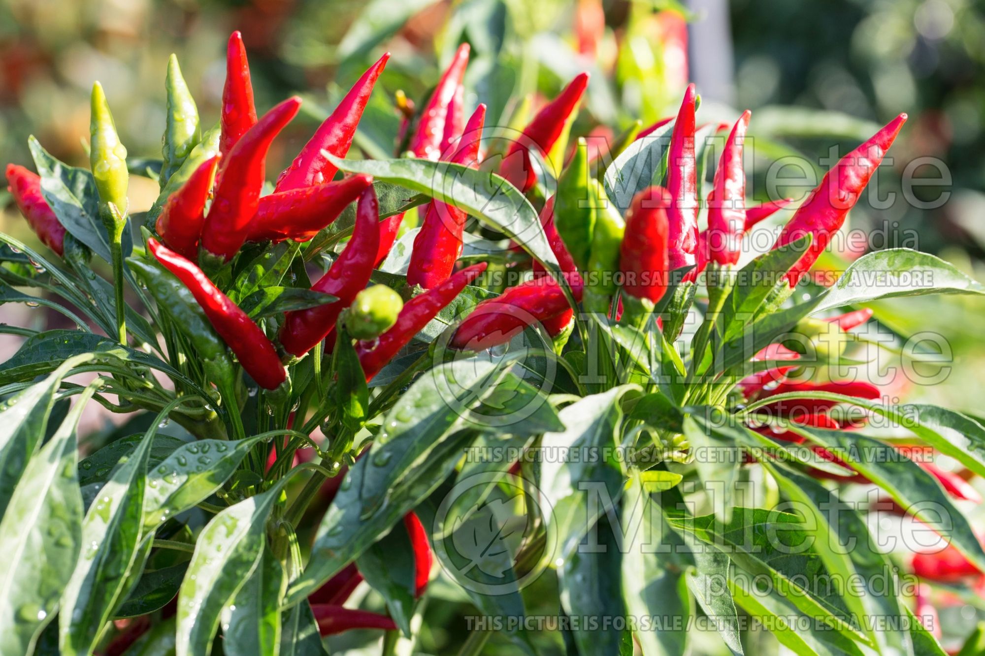 Capsicum Nippon Taka (Bell pepper) 4