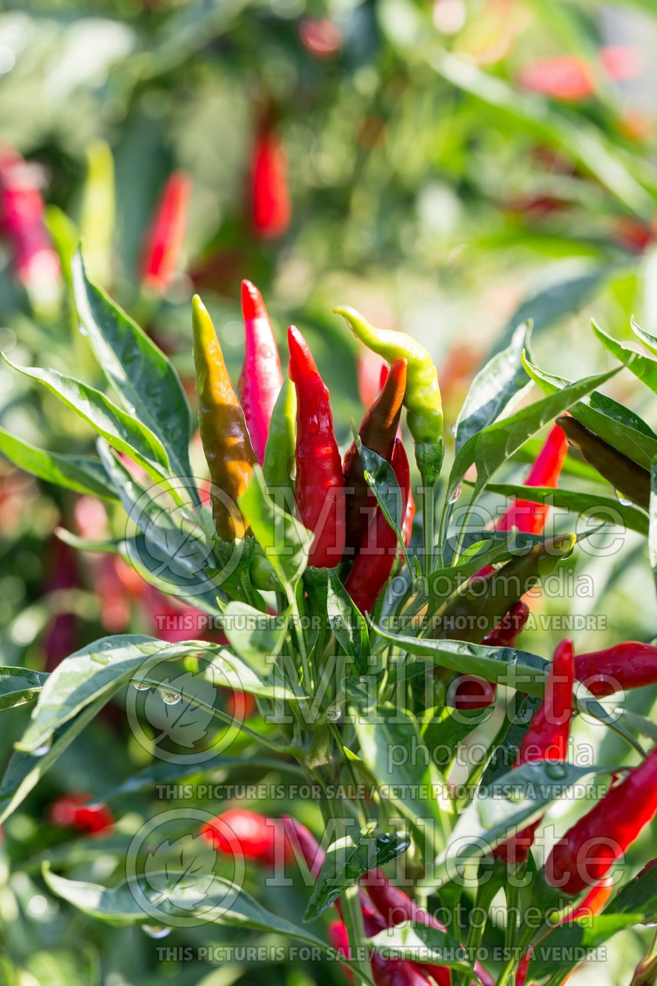 Capsicum Nippon Taka (Bell pepper) 5