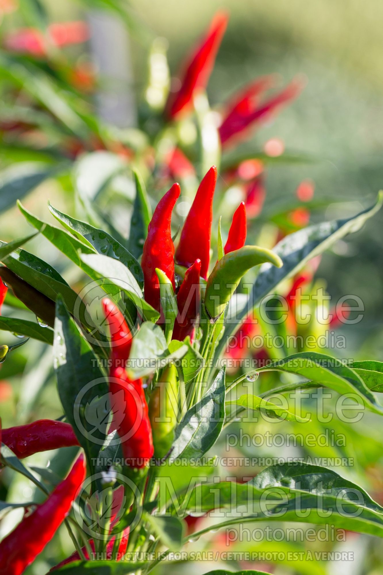 Capsicum Nippon Taka (Bell pepper) 6