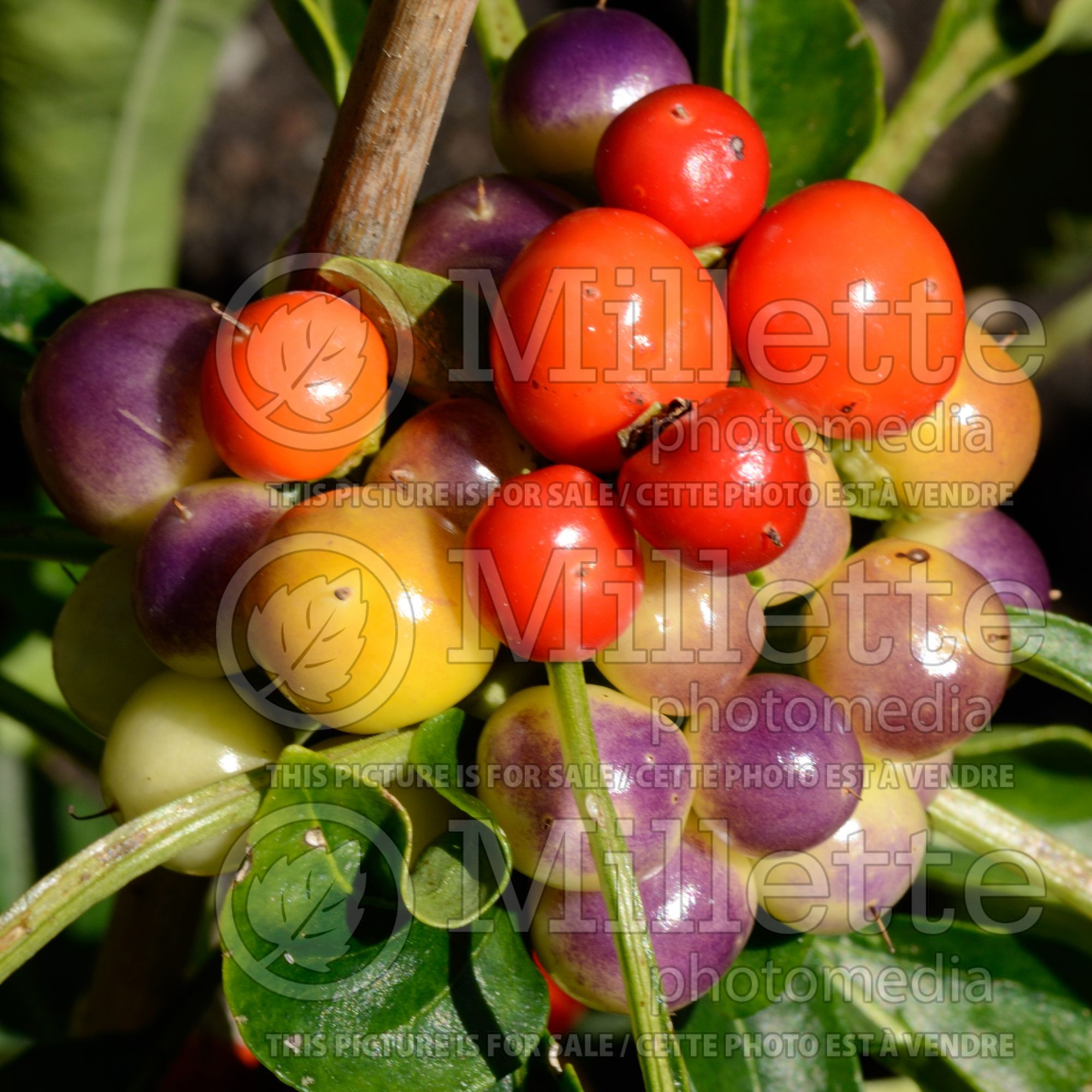 Capsicum Nosegay (pepper vegetable – poivron piment) 1