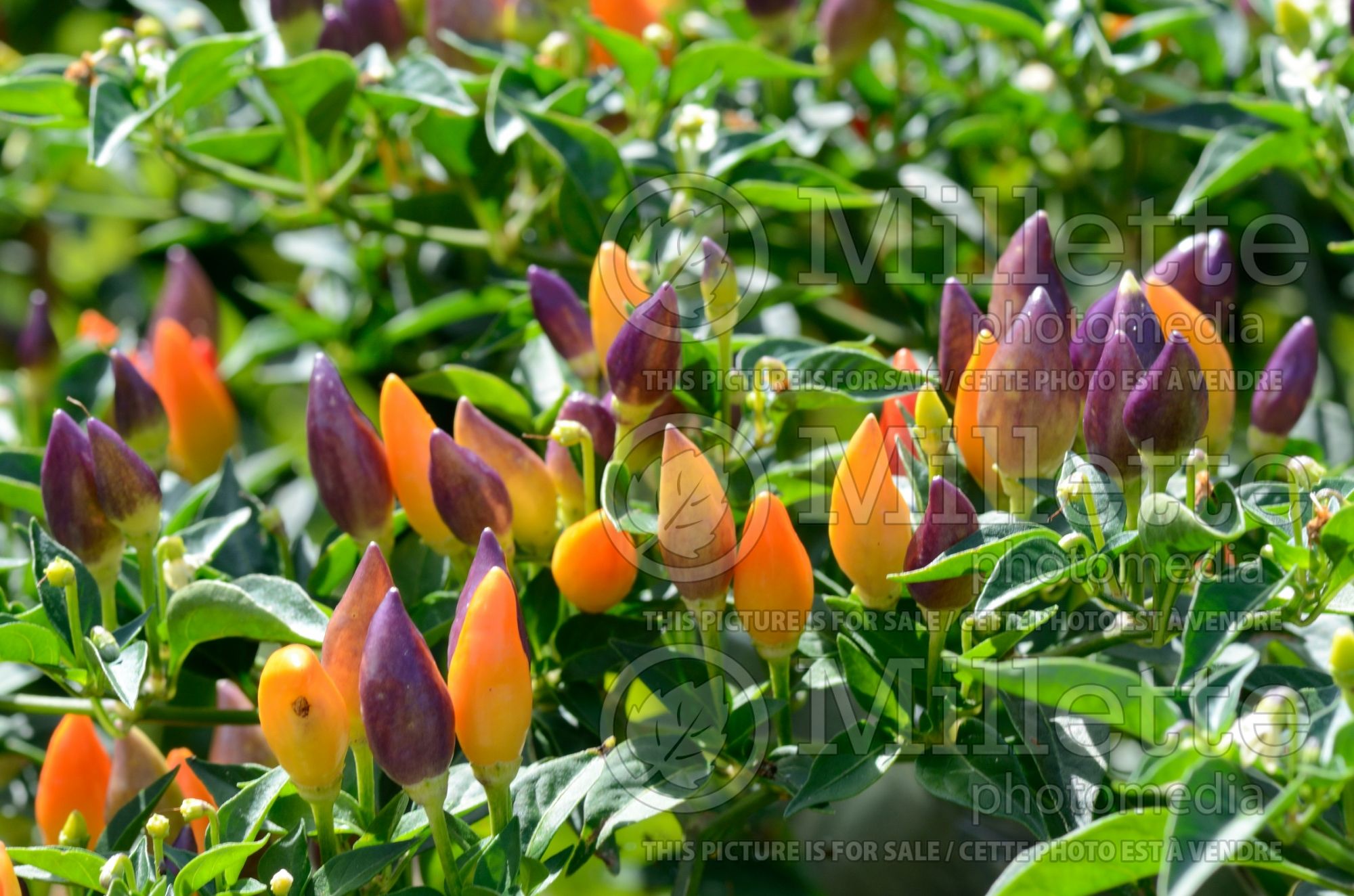 Capsicum Numex Twilight (Bell pepper) 2