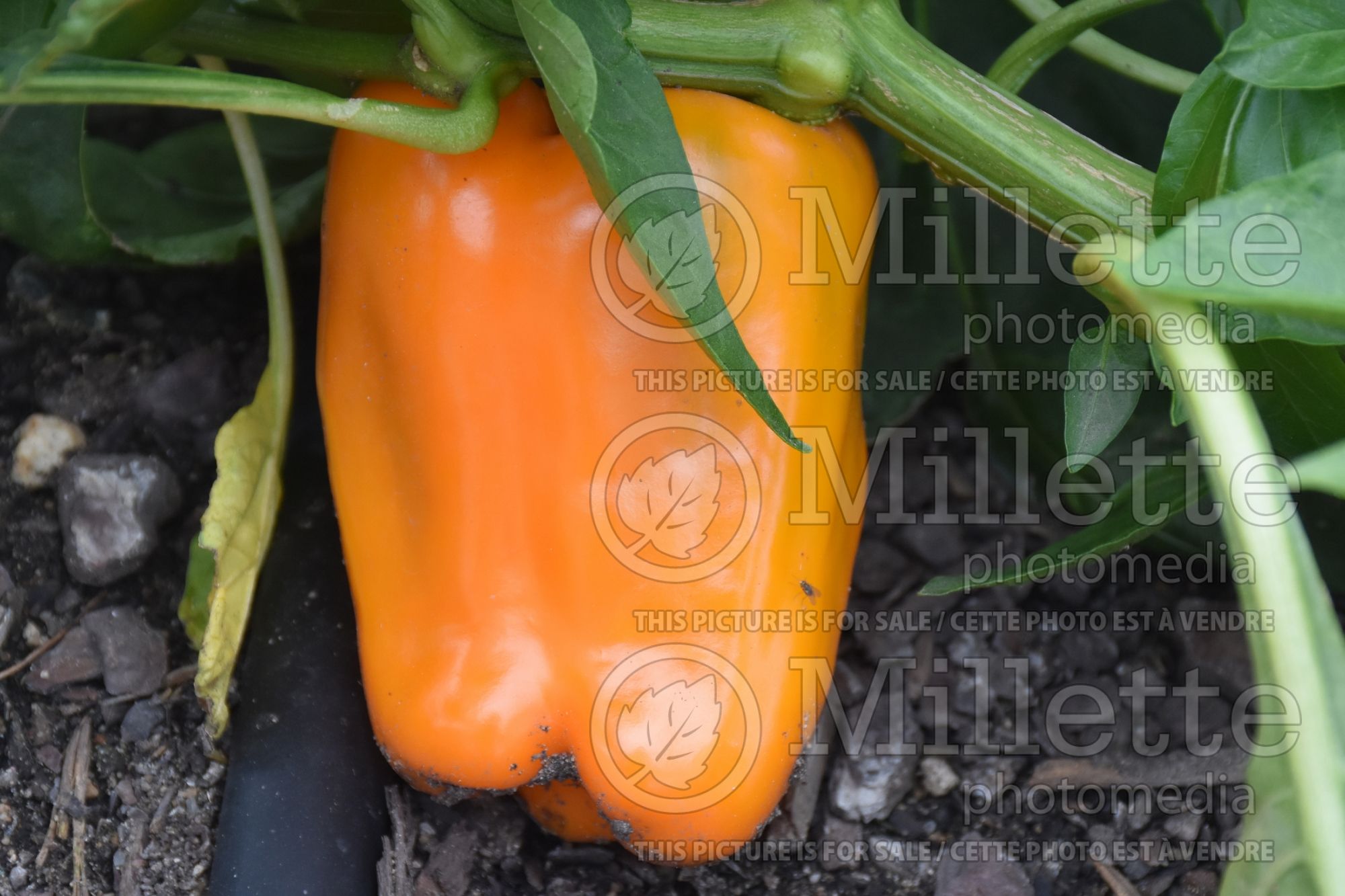 Capsicum Orange Marmalade (Sweet pepper vegetable) 1