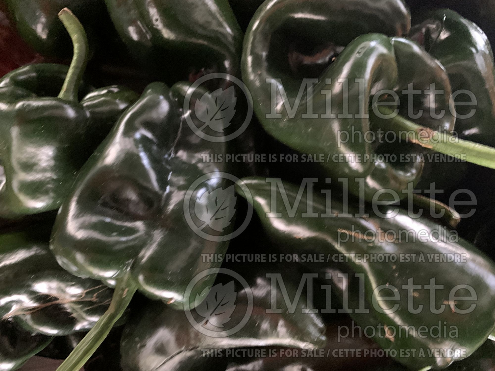 Capsicum Poblano (pepper vegetable – poivron piment) 2