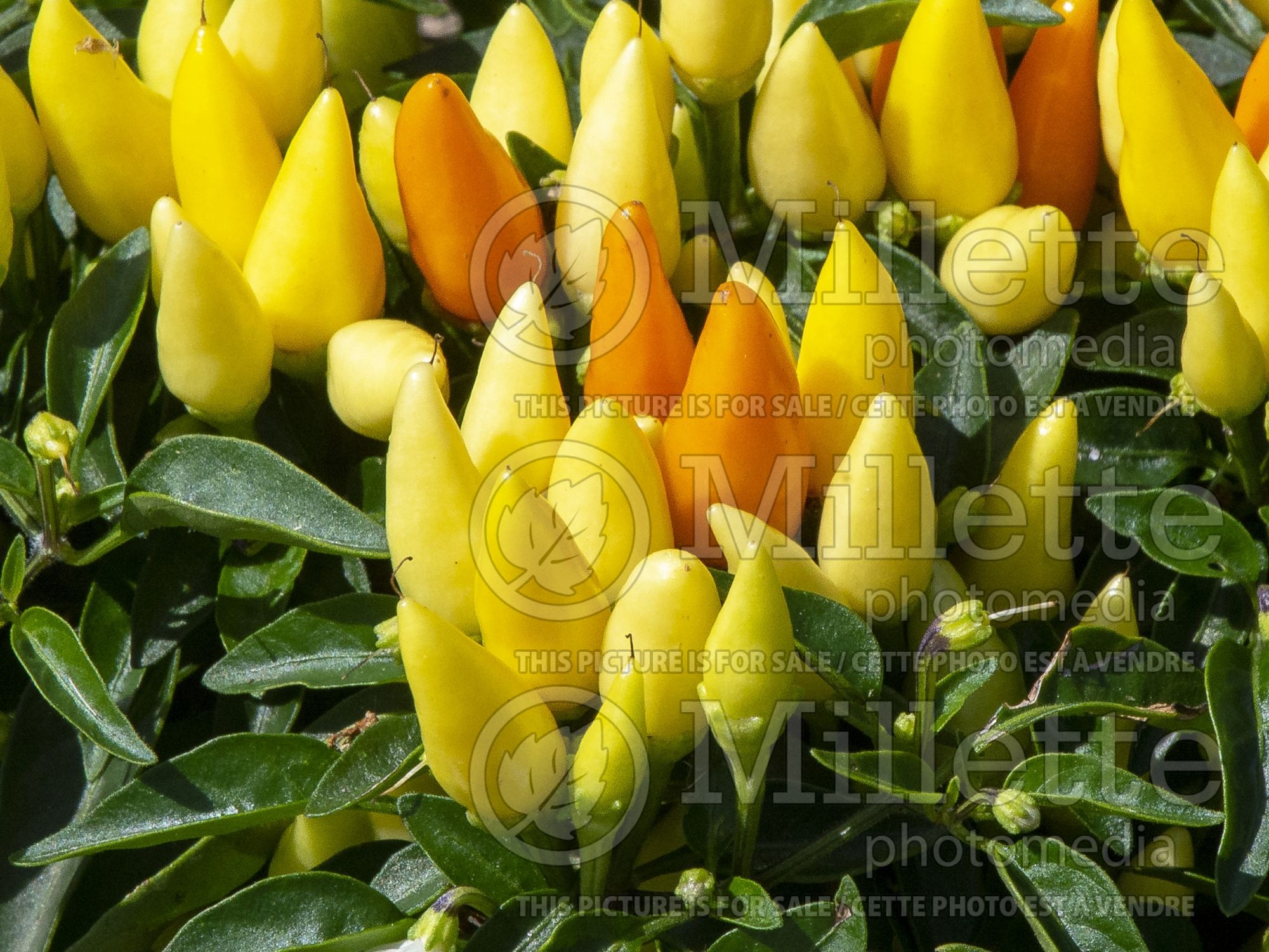 Capsicum Sedona Sun (Bell pepper) 2