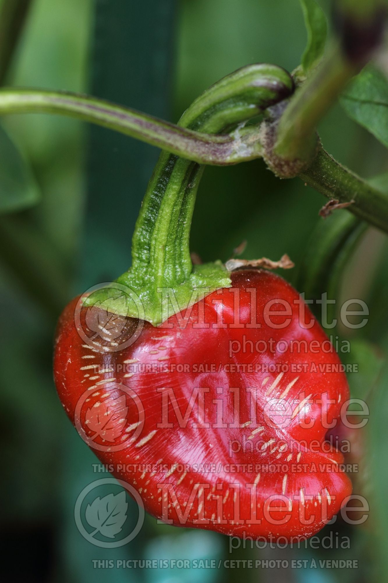 Capsicum Sonar (Pepper vegetable) 1