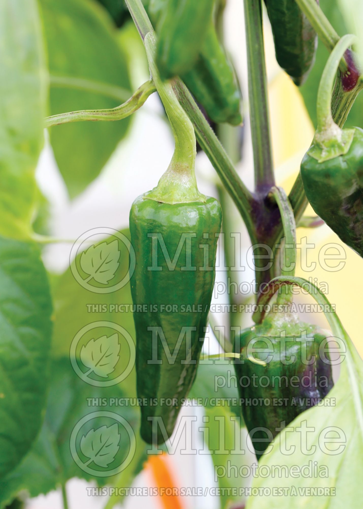 Capsicum Thunderbolt (Sweet Pepper vegetable) 1