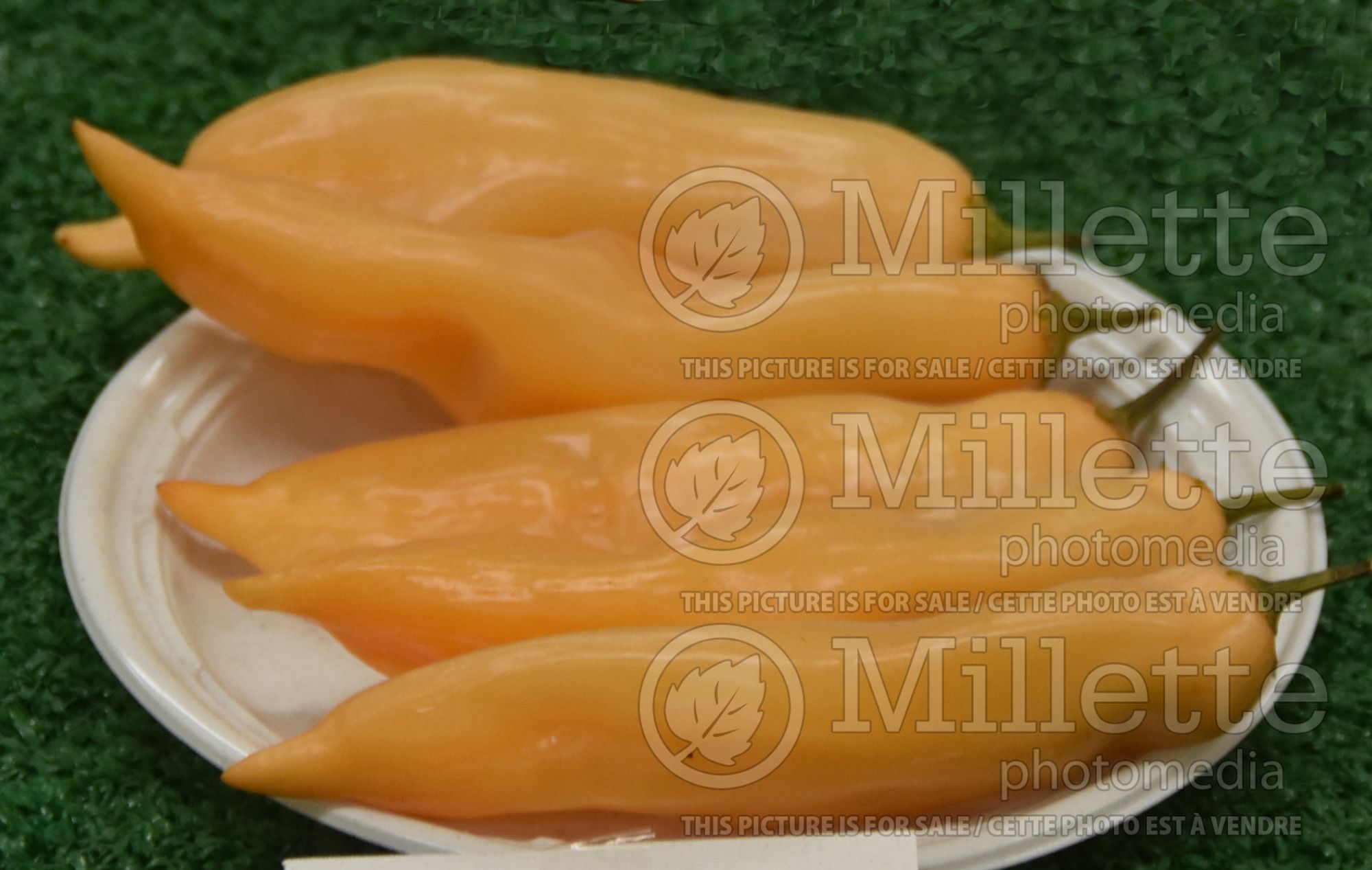 Capsicum Yellow Chili Pepper (Bell pepper vegetable) 1