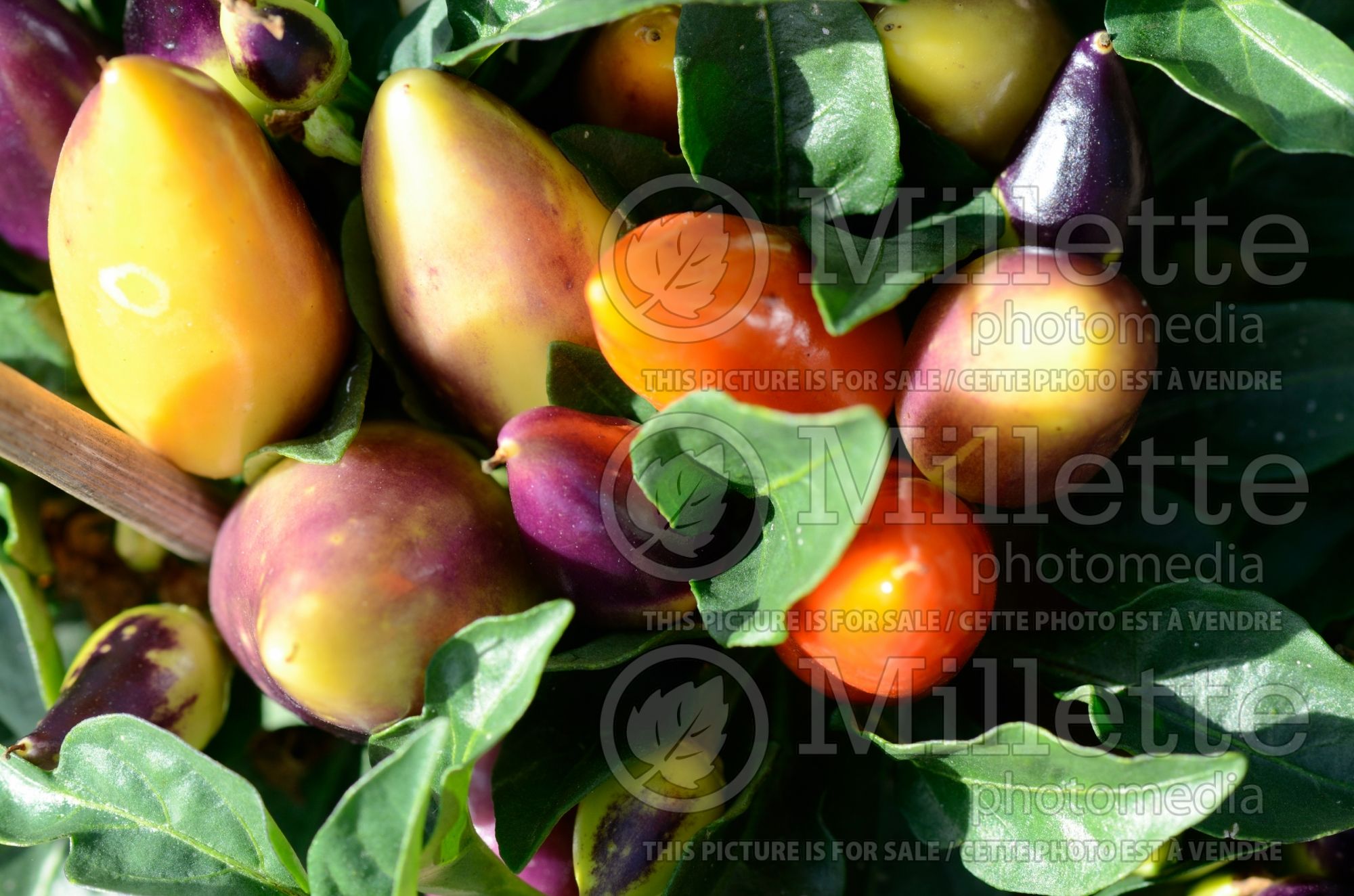 Capsicum Burke's Backyard Thai Chilli (pepper vegetable – poivron piment) 1