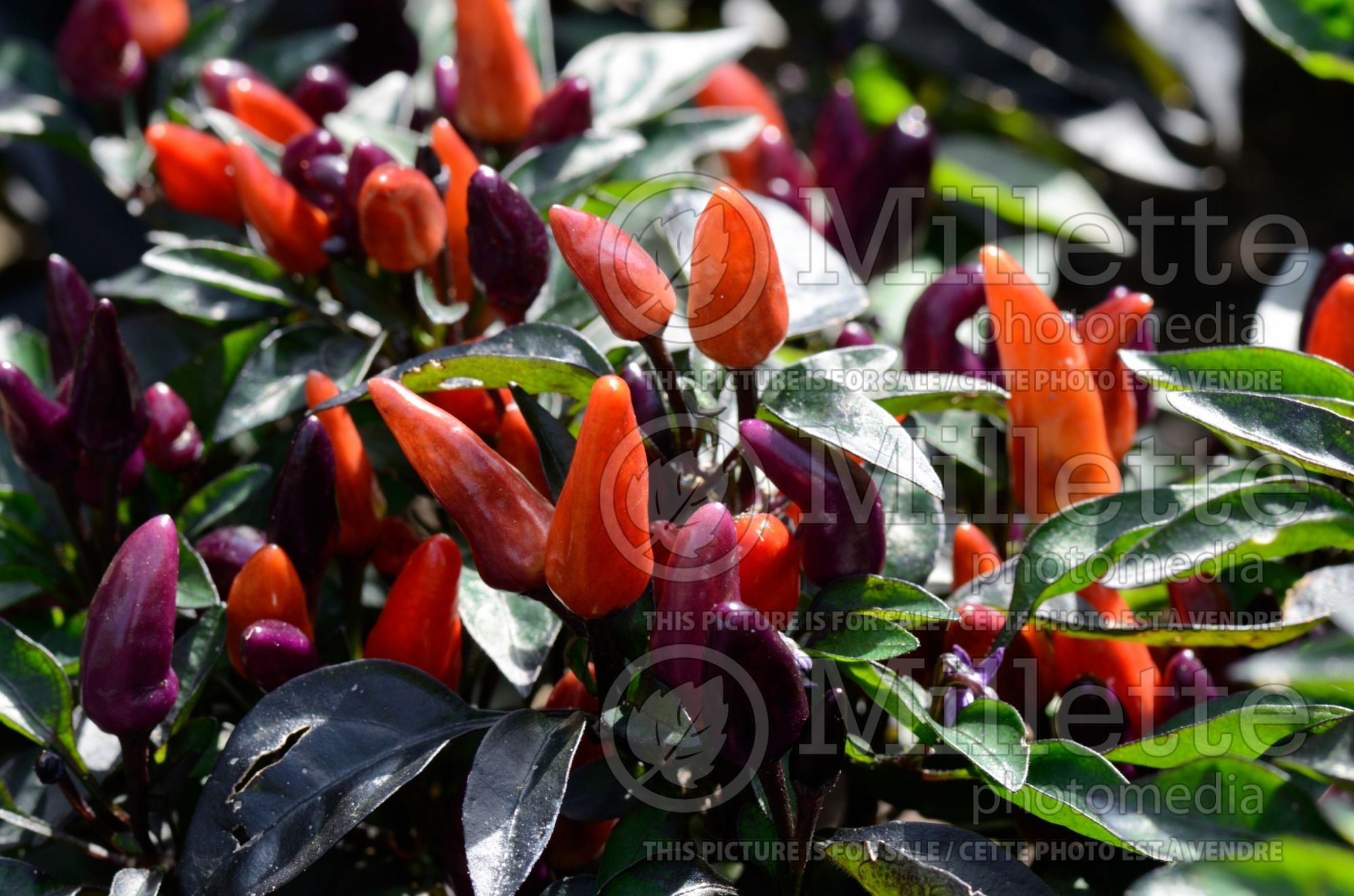 Capsicum Peruvian Purple (pepper vegetable – poivron piment) 1