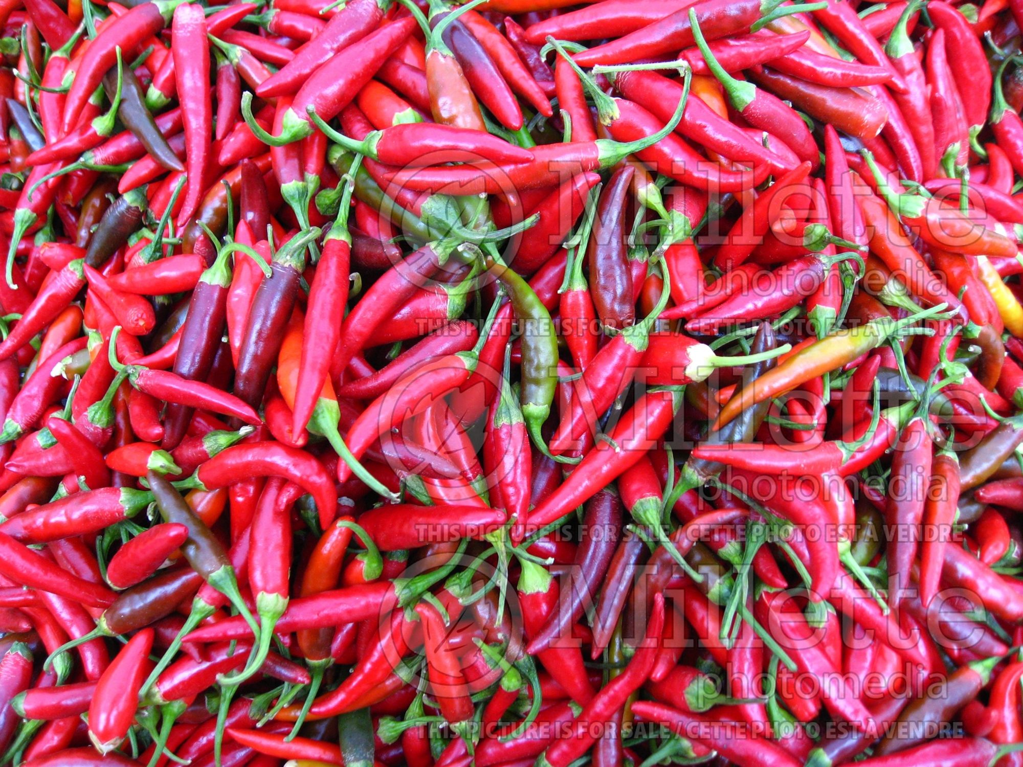 Capsicum frutescens (pepper vegetable – poivron piment) 1