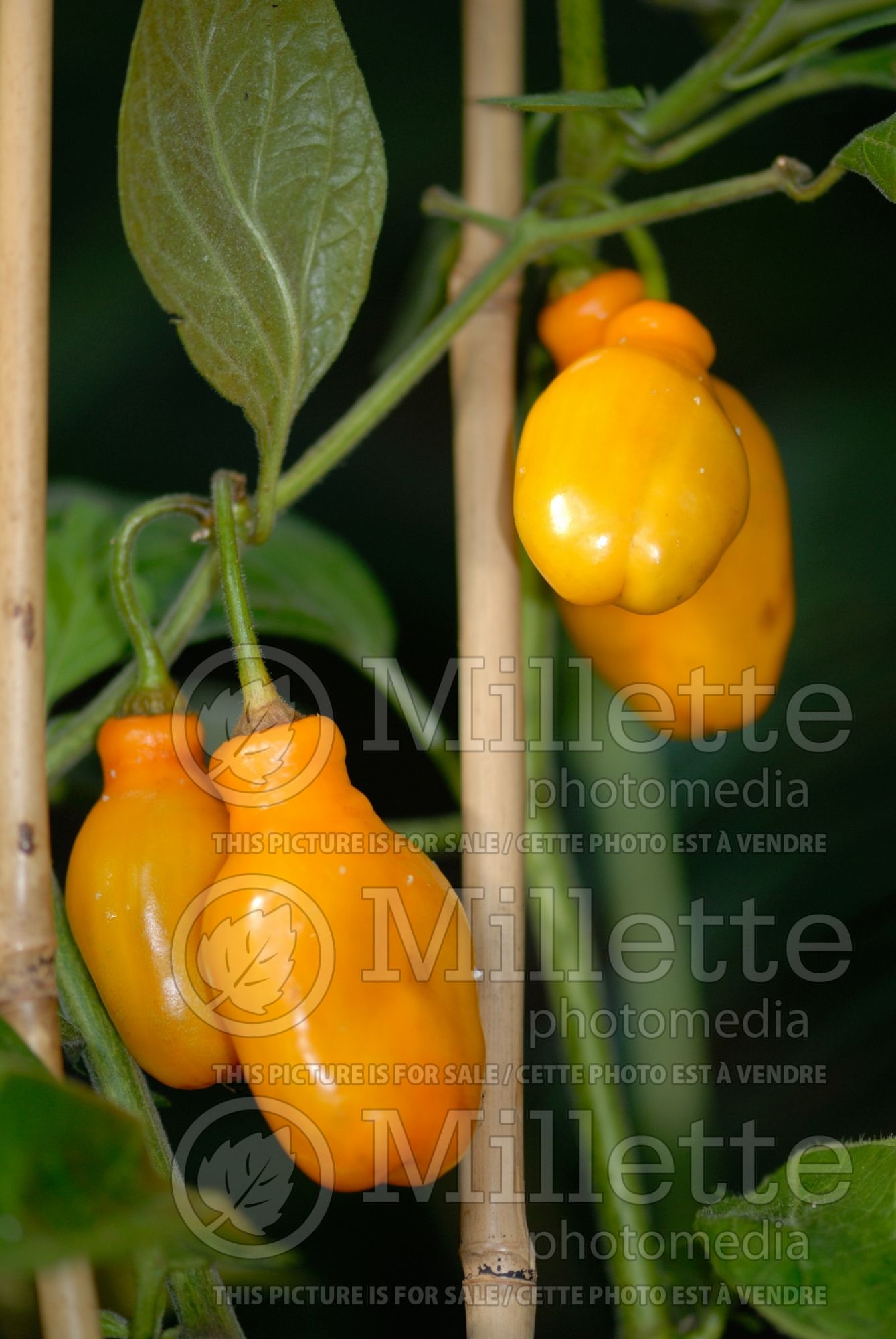 Capsicum Rocoto (chili pepper tree) 1