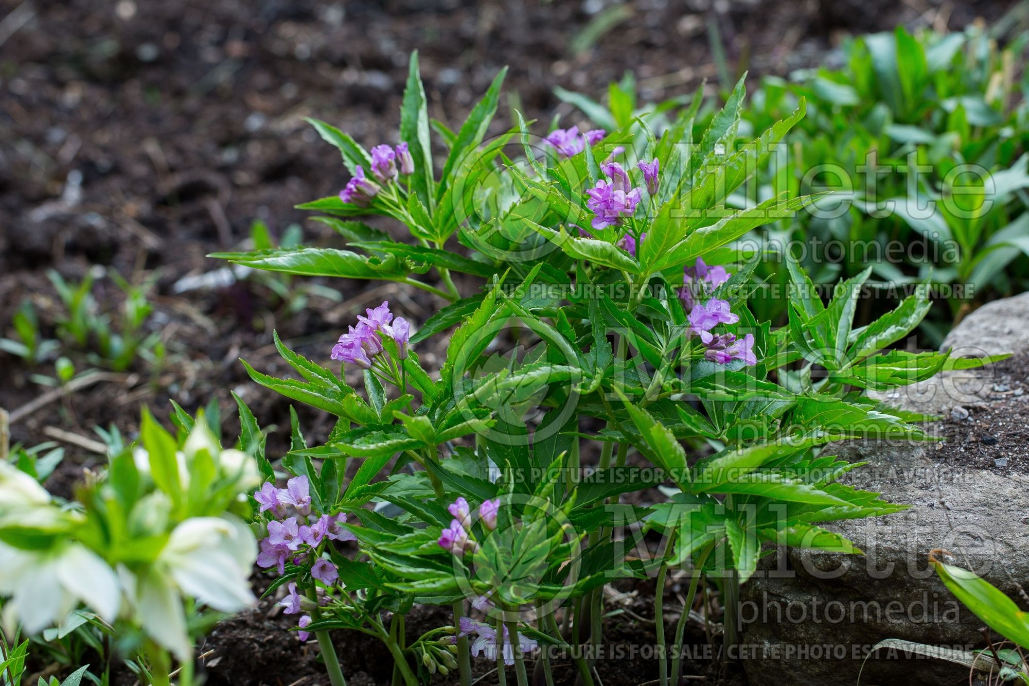 Cardamine pentaphylla (Showy toothwort) 3