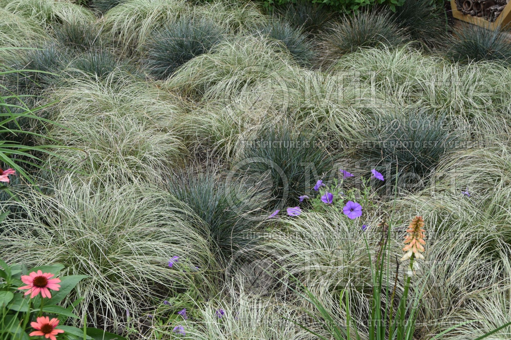 Carex Frosted Curls (New Zealand Hair Sedge Ornamental Grass) 6