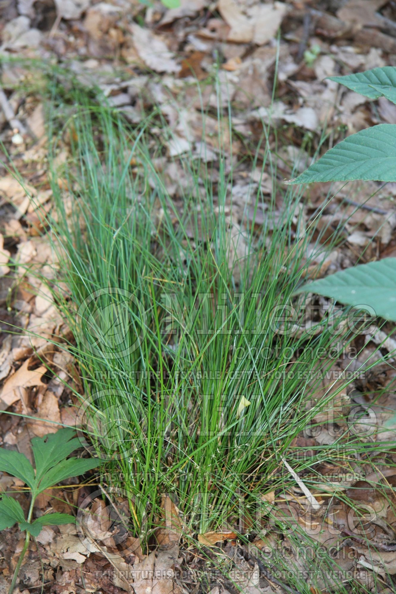 Carex appalachica (Appalachian sedge Ornamental Grass) 3