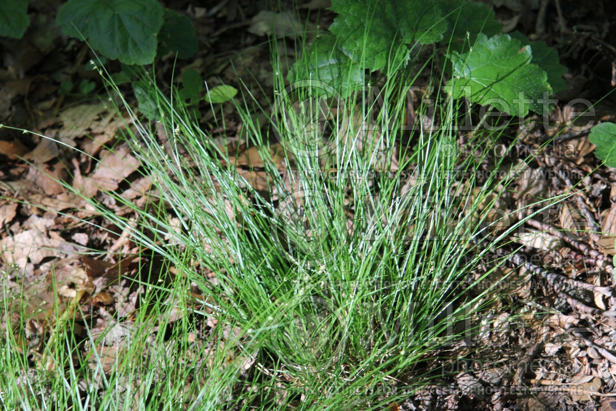 Carex appalachica (Appalachian sedge Ornamental Grass) 4