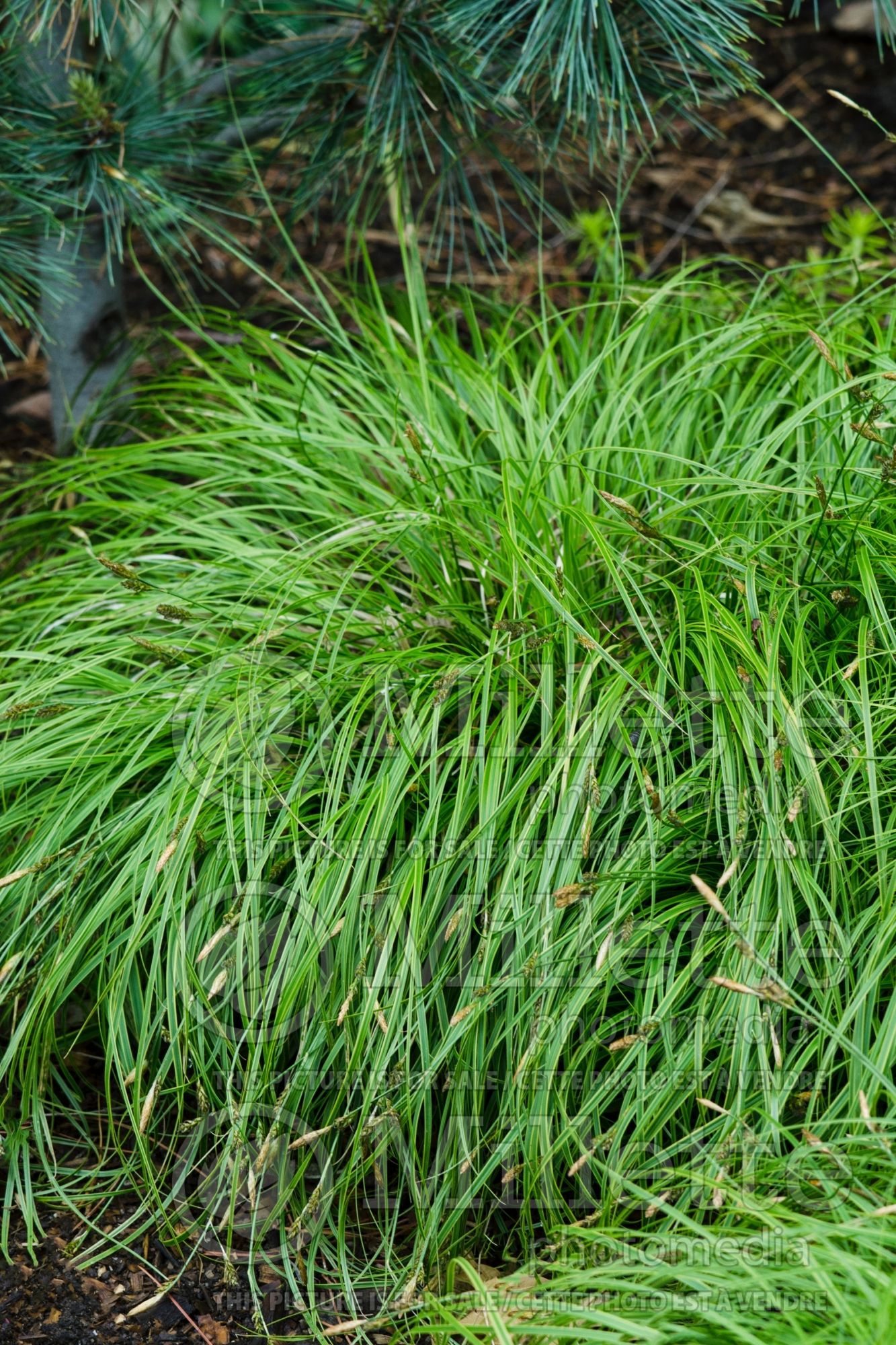 Carex Beatlemania (Weeping Brown Sedge Ornamental Grass) ù