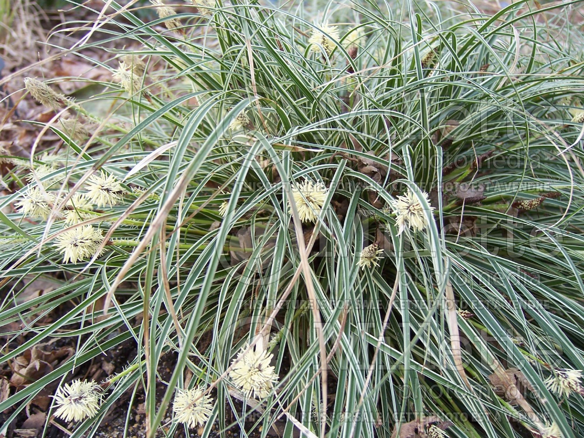 Carex Snowline (New Zealand Hair Sedge Ornamental Grass) 2