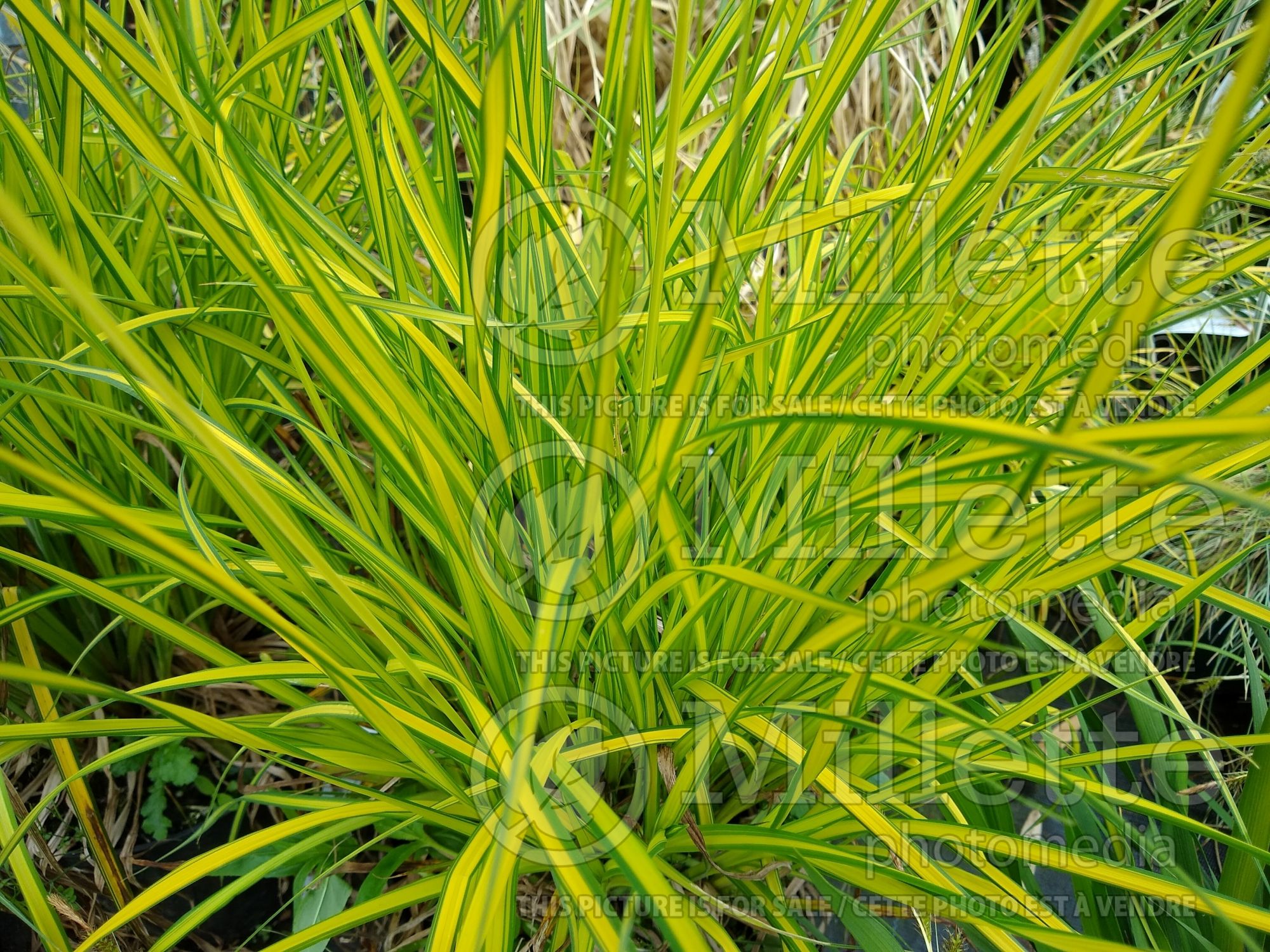 Carex Aurea (Appalachian sedge Ornamental Grass) 11
