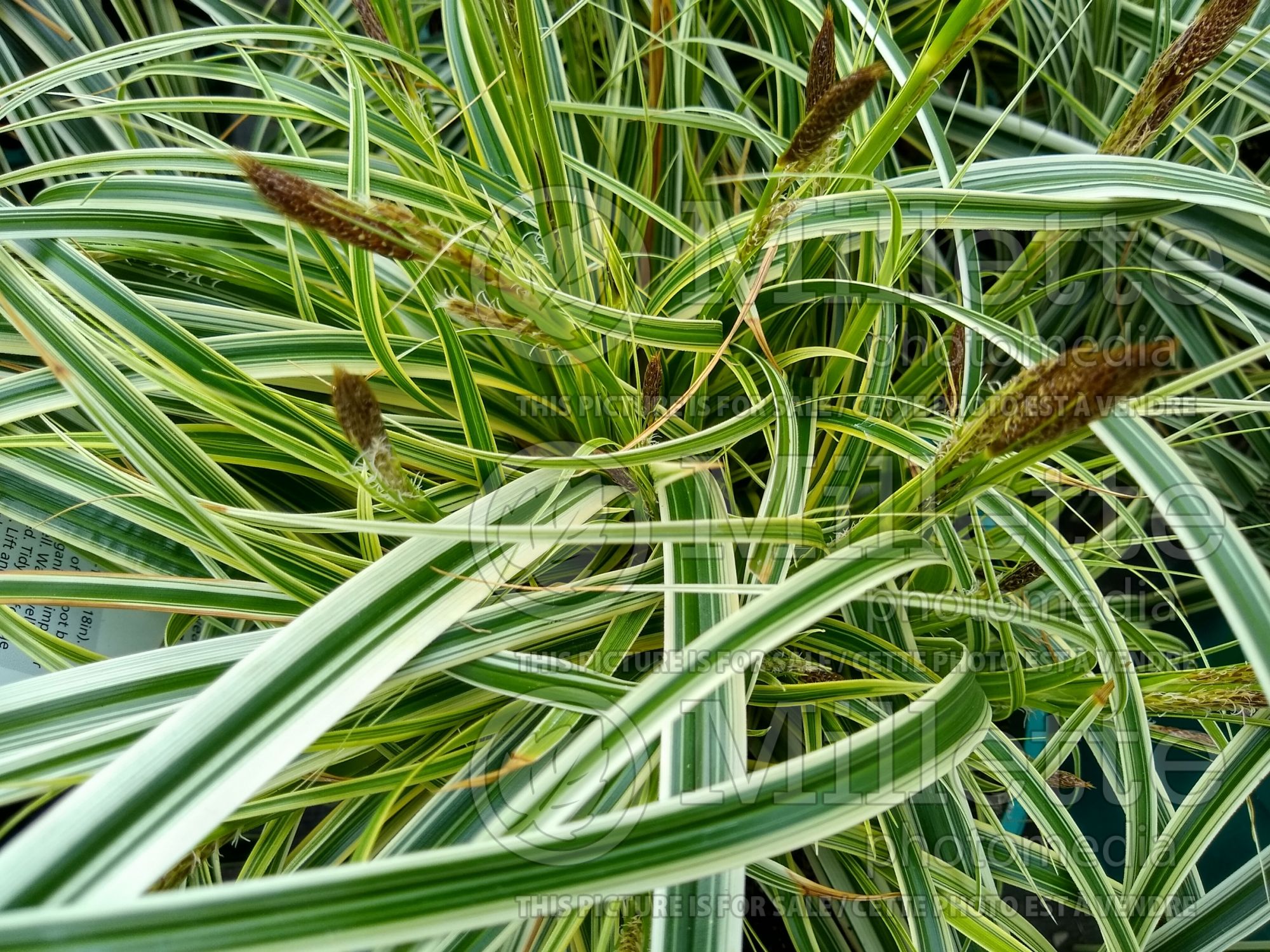 Carex Feather Falls (sedge Ornamental Grass) 2