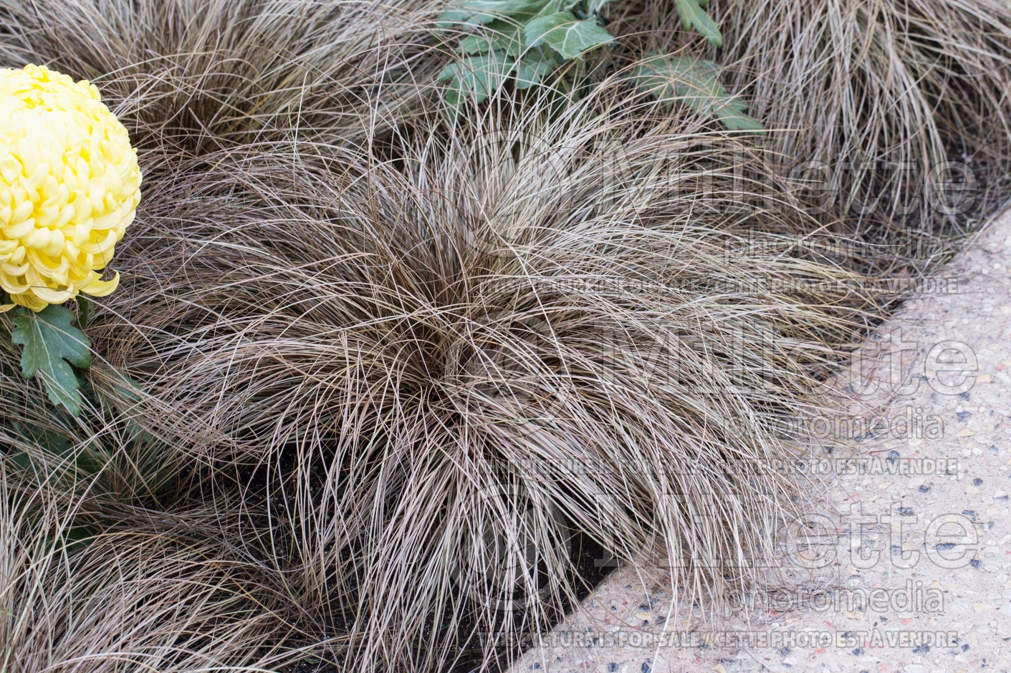 Carex Toffee Twist (Weeping Brown Sedge Ornamental Grass) 1