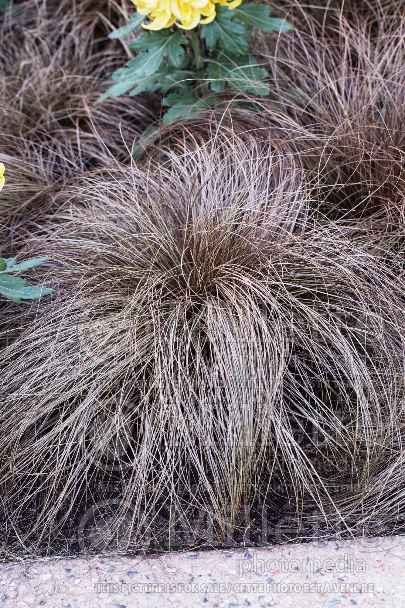 Carex Toffee Twist (Weeping Brown Sedge Ornamental Grass) 2