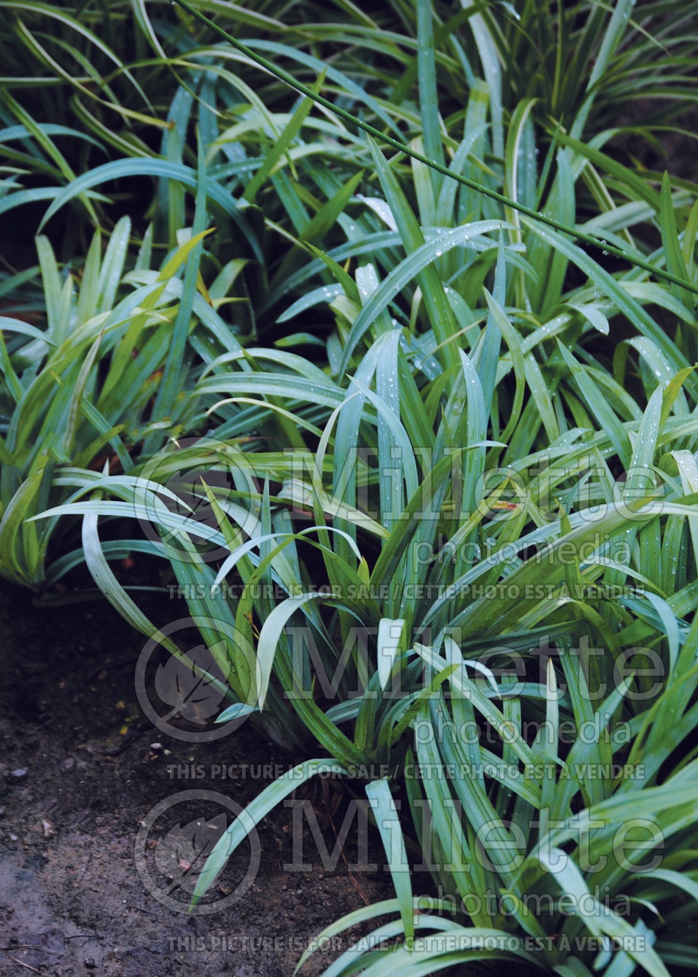 Carex Bunny Blue aka Hobb (Broad-leaved Sedge Ornamental Grass) 3