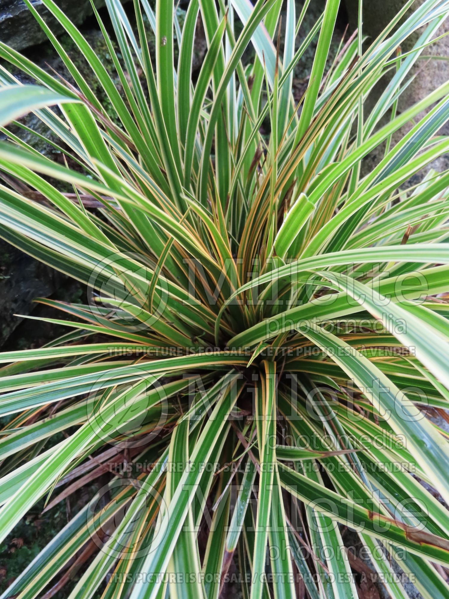 Carex EverColor Everglow (sedge Ornamental Grass) 2