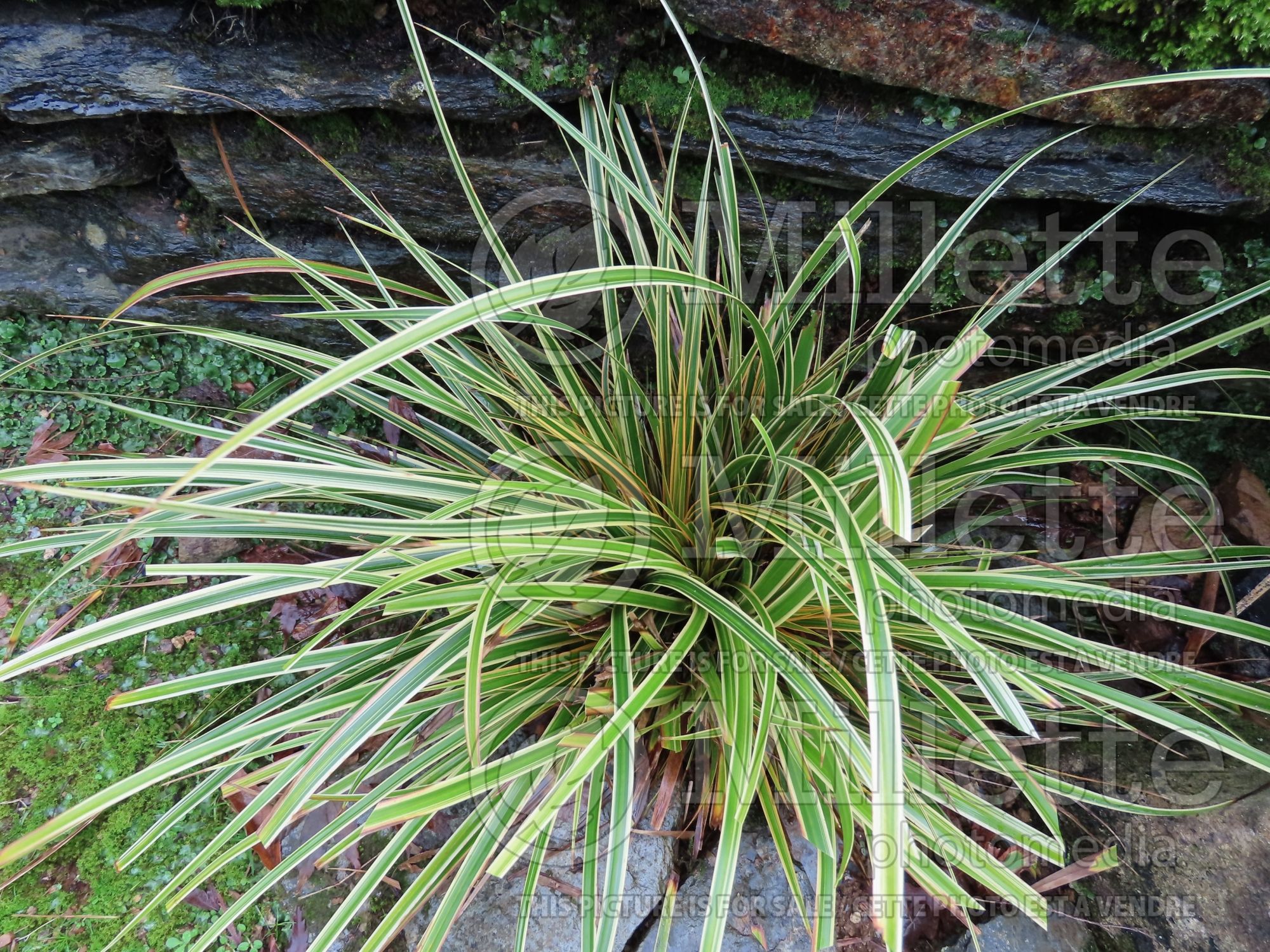 Carex EverColor Everglow (sedge Ornamental Grass) 1