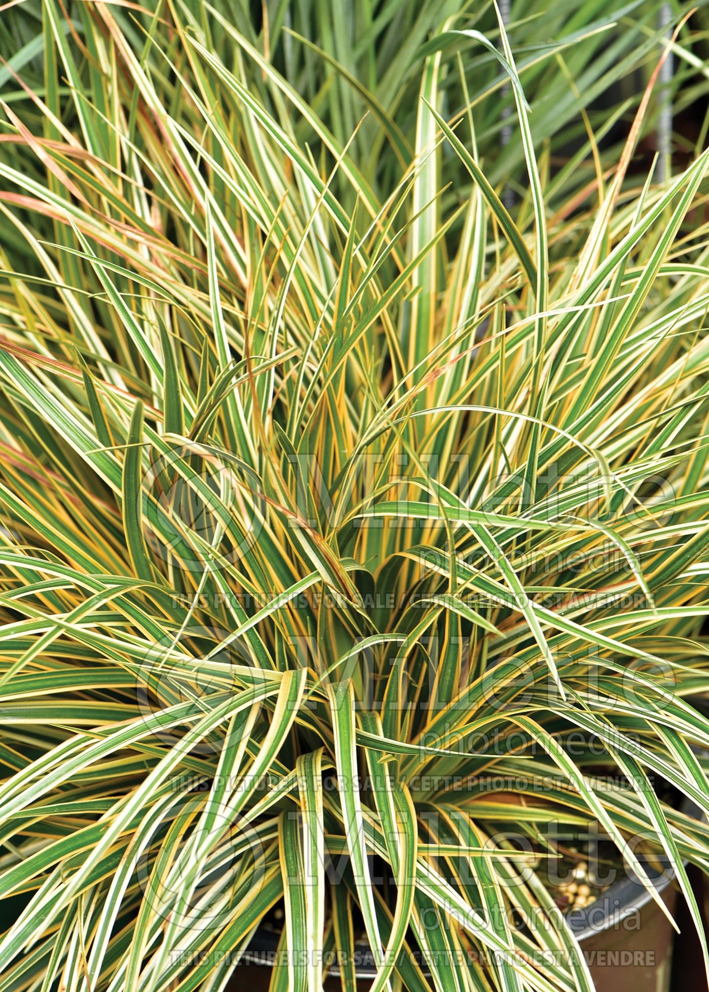 Carex EverColor Everglow (sedge Ornamental Grass) 3