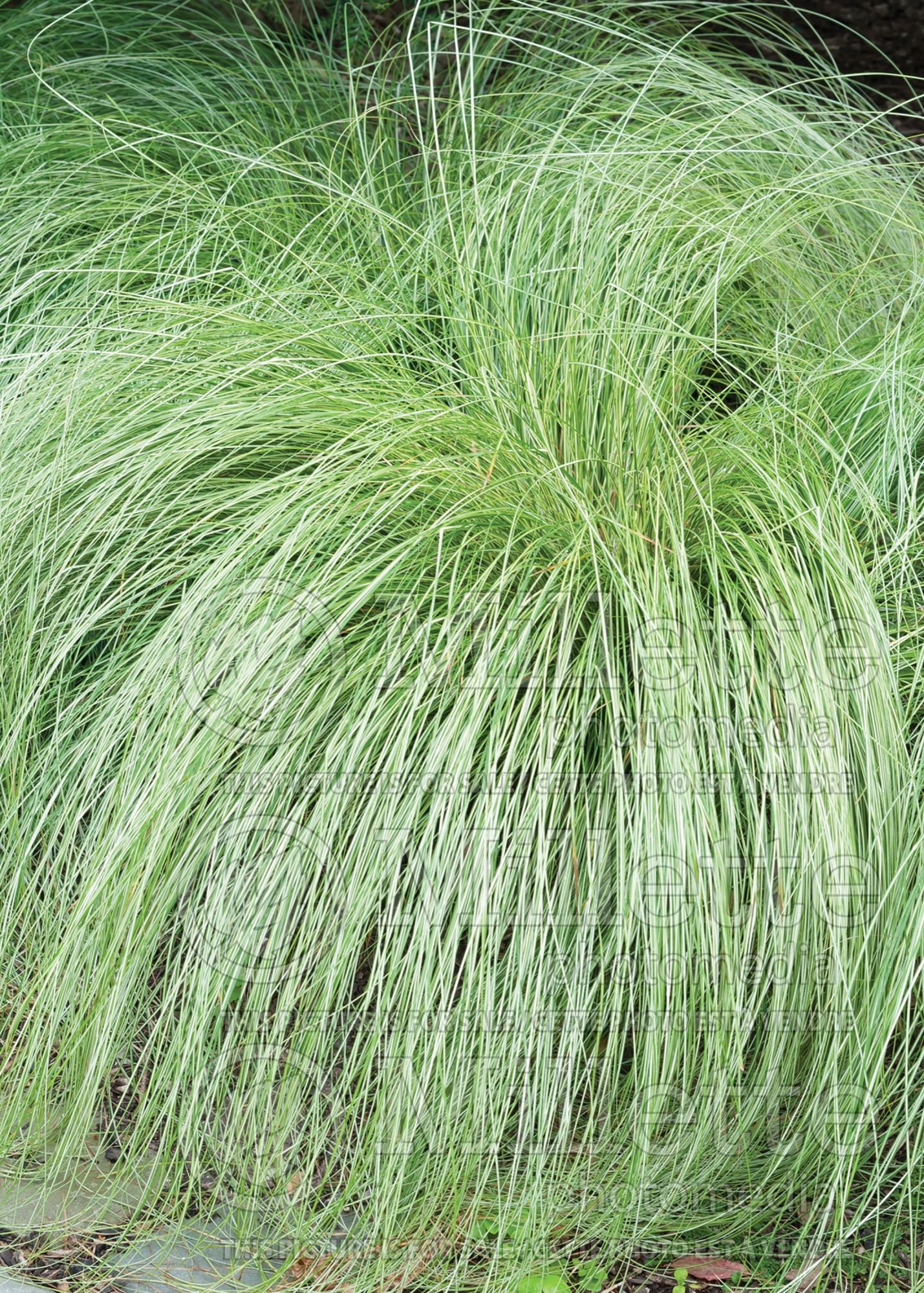 Carex Silk Tassel (sedge Ornamental Grass) 2