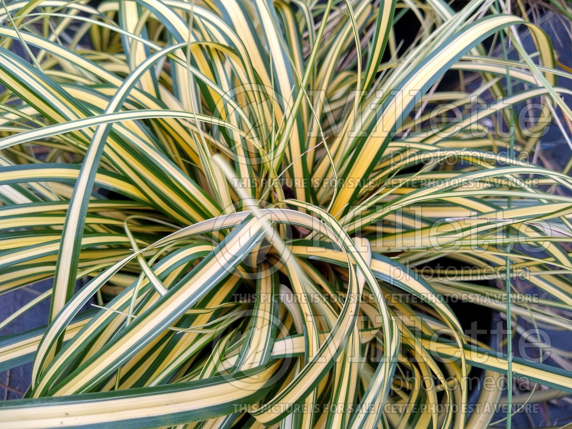 Carex EverColor Everoro (sedge Ornamental Grass) 1