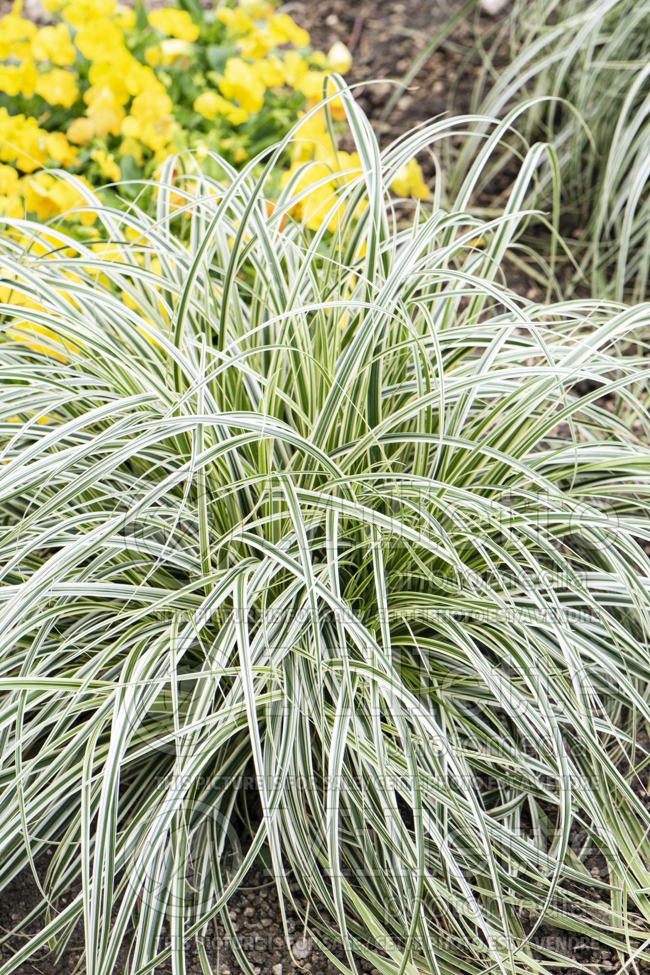 Carex Feather Falls (sedge Ornamental Grass) 3