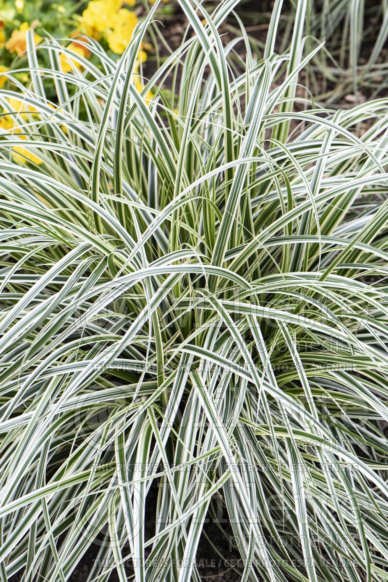 Carex Feather Falls (sedge Ornamental Grass) 5